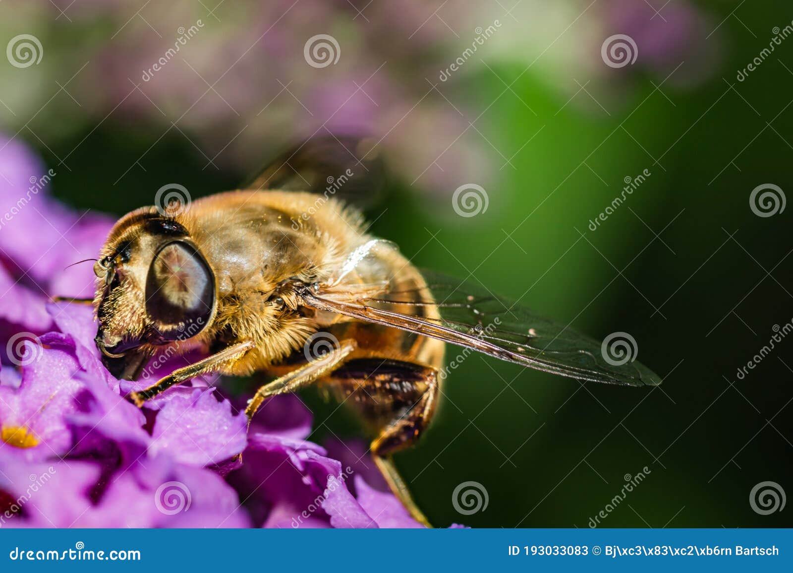 the pellucid hoverfly [volucella pellucens