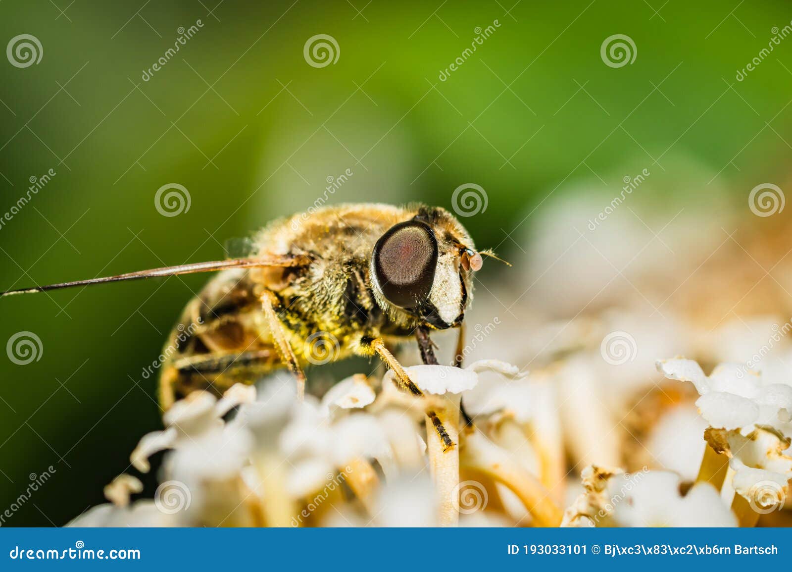 the pellucid hoverfly [volucella pellucens