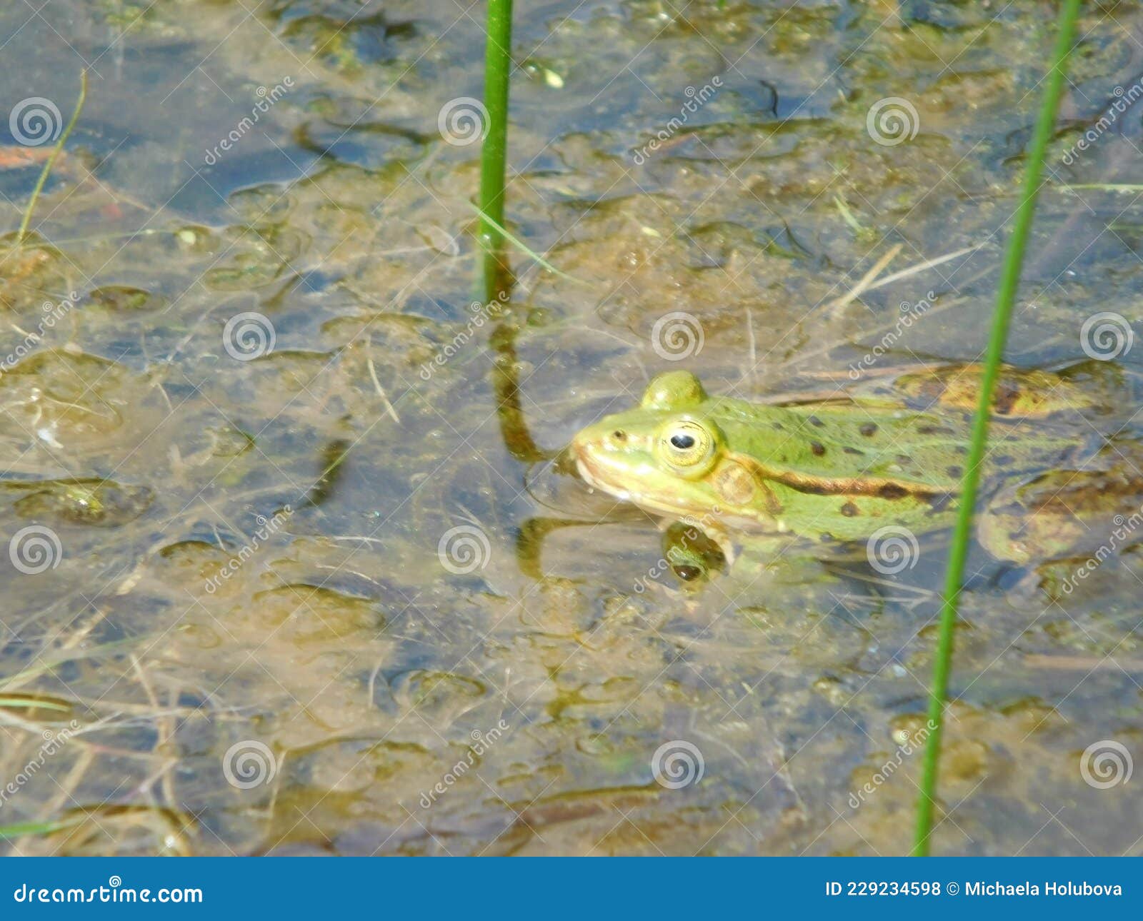 Pelophylax Former Genus Rana Green Frog Jumper Stock Photo - Image of ...