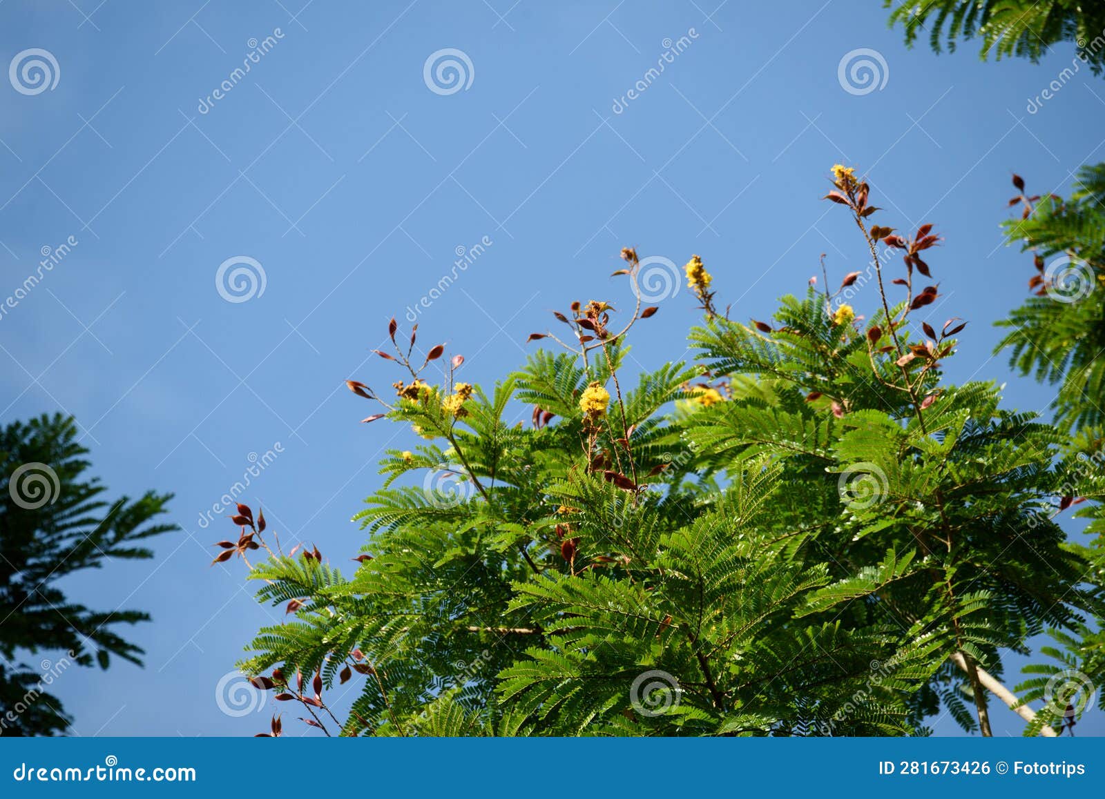 peltophorum pterocarpum - a lush green avenue tree with bright yellow flowers and copper colored mature seeds