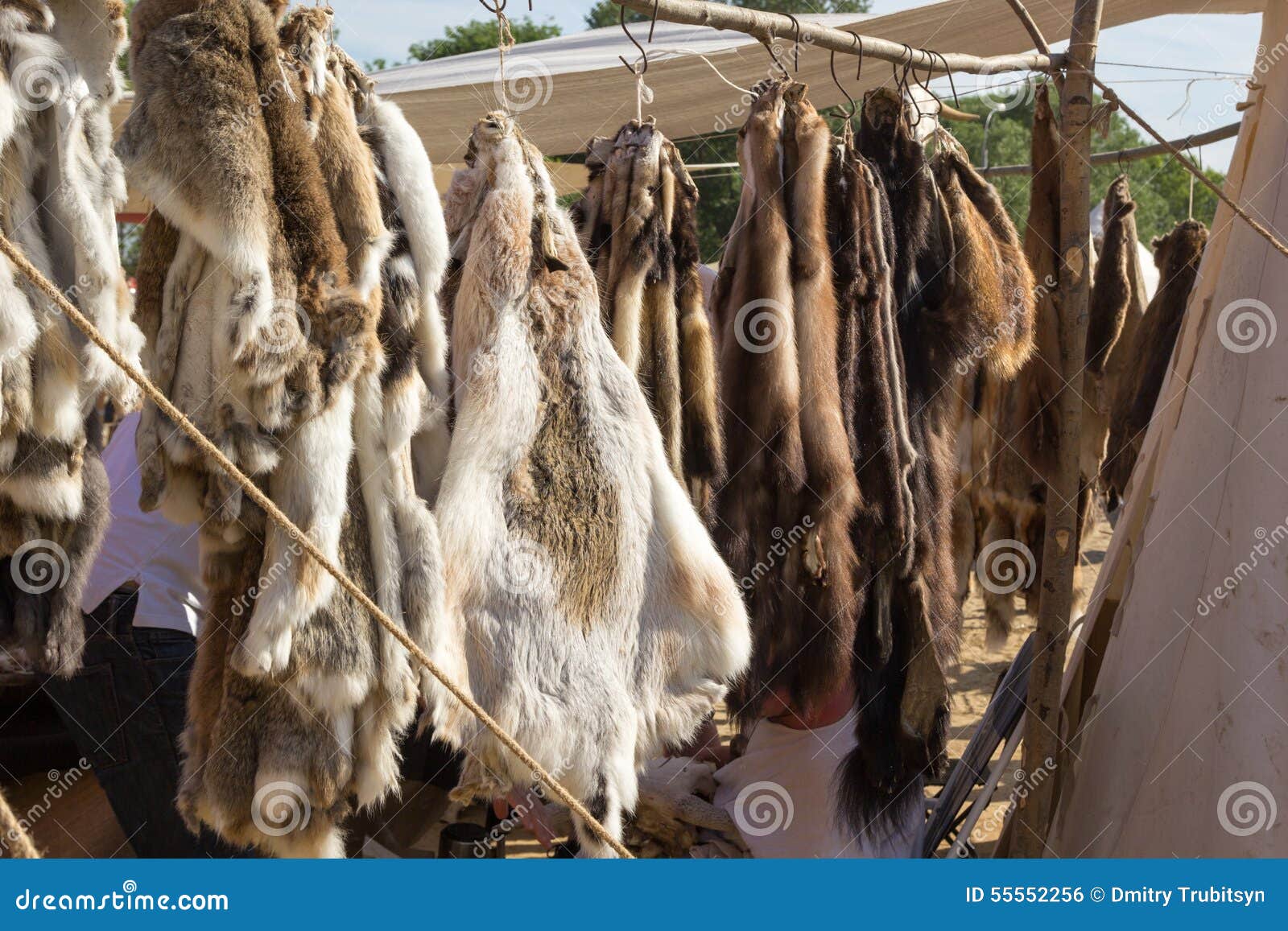 Pelts of Fur Animals Hang on Rope Stock Photo Image of animal, hide