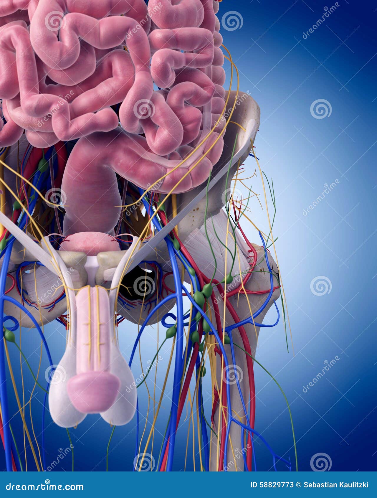 The pelvic anatomy stock illustration. Illustration of cardio Biology Diagrams