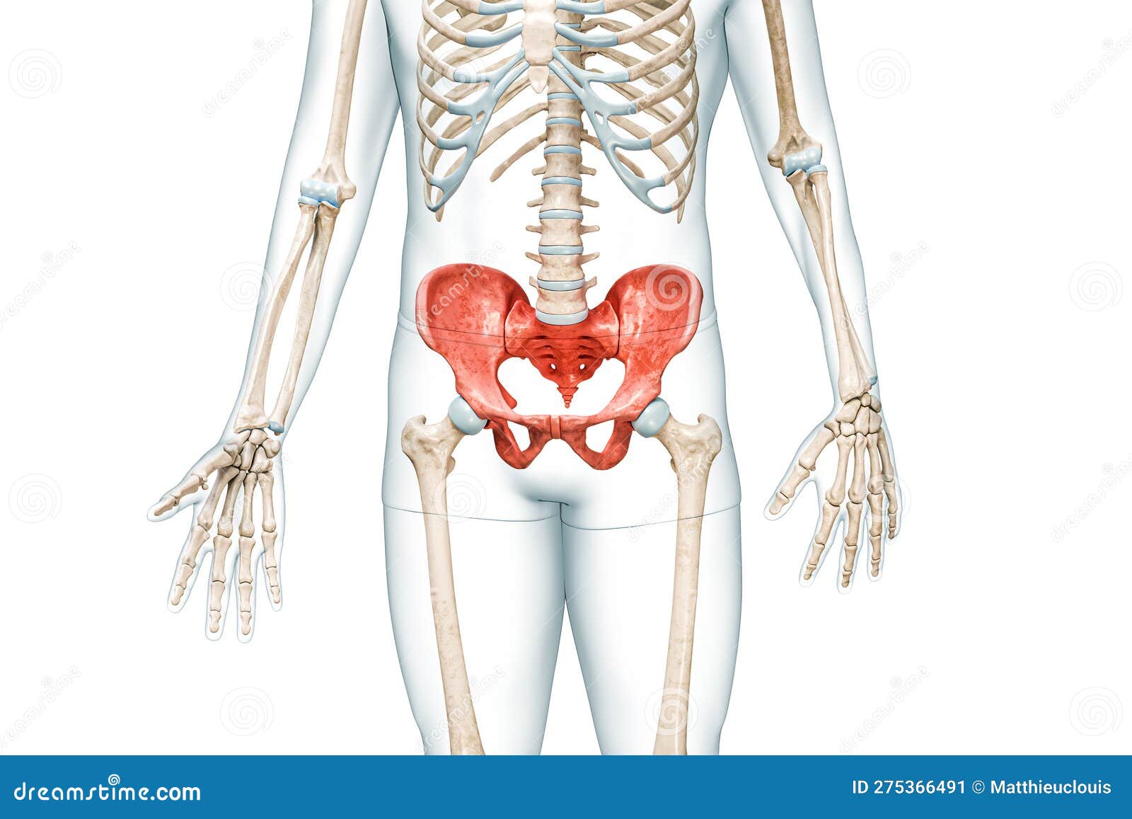 Pelvic Girdle or Pelvis, Sacrum and Coccyx Bones in Color with