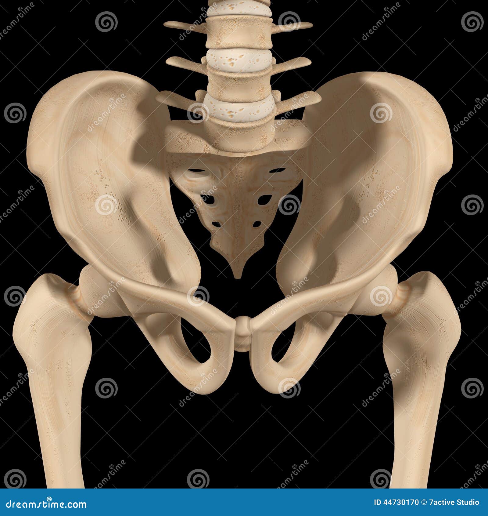 Pelvic Girdle Stock Illustrations – 317 Pelvic Girdle Stock Illustrations,  Vectors & Clipart - Dreamstime