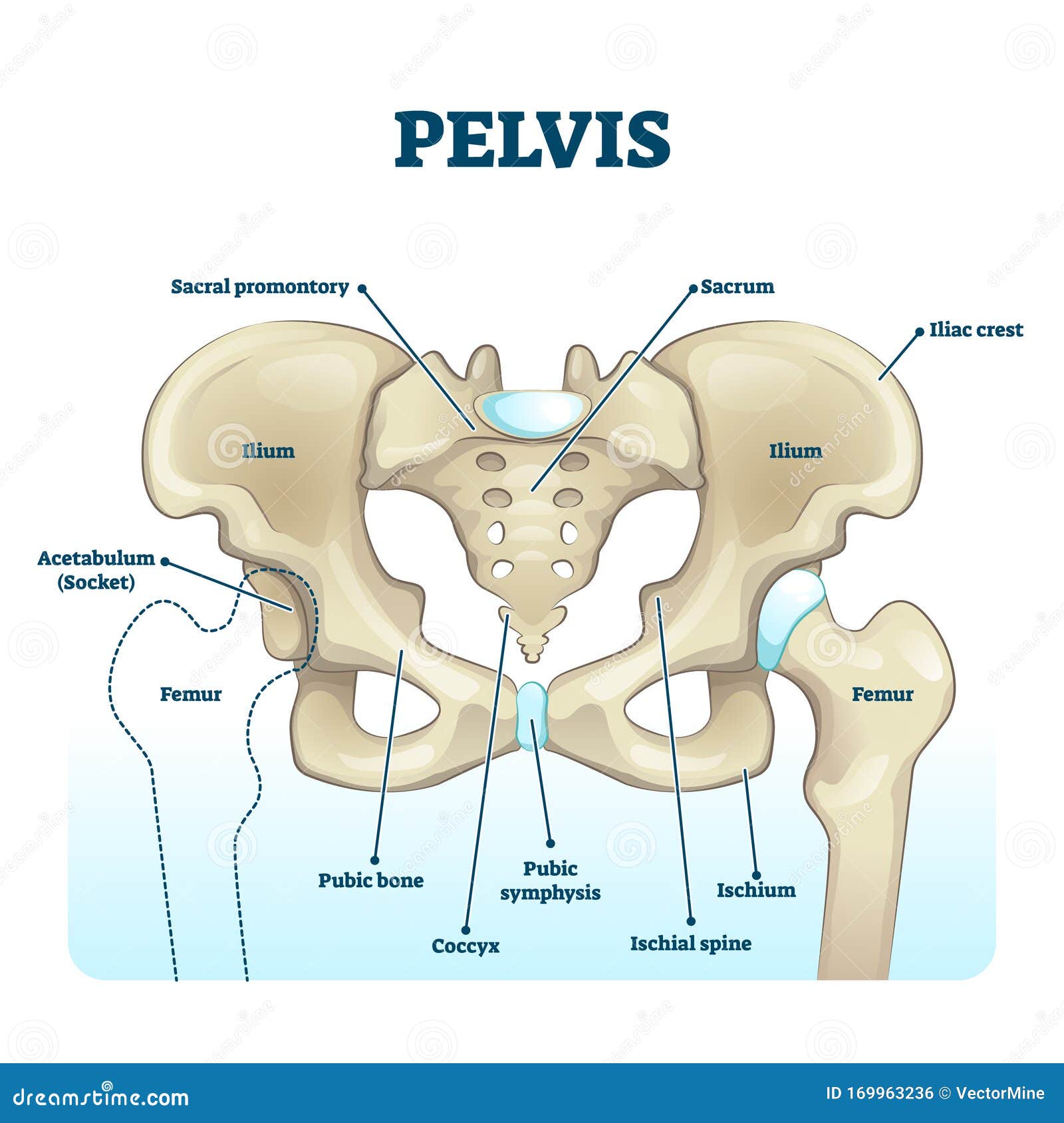 [DIAGRAM] Frozen Pelvis Diagram - MYDIAGRAM.ONLINE