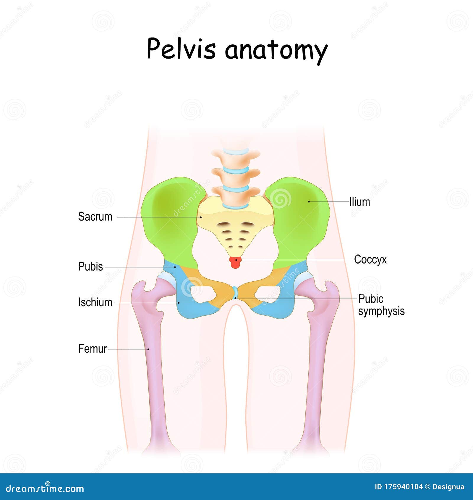 Pelvis Anatomy. Color Structure of Pelvic Skeleton Stock Vector ...