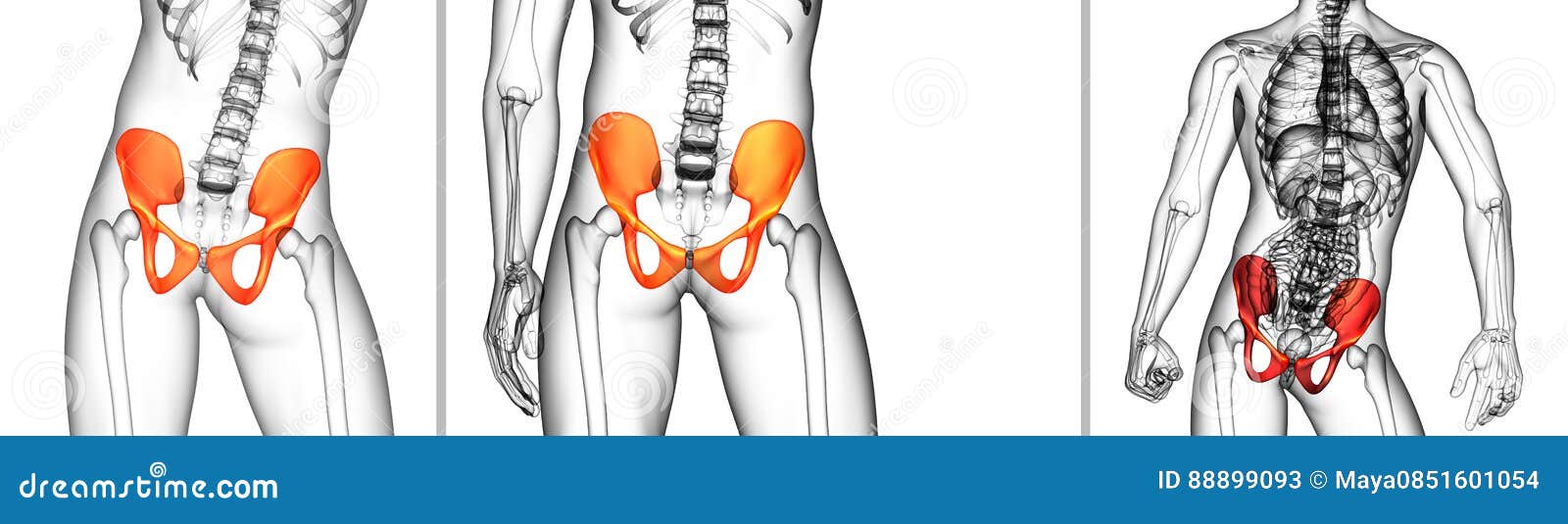 Pelvis bone stock illustration. Illustration of anatomy - 88899093