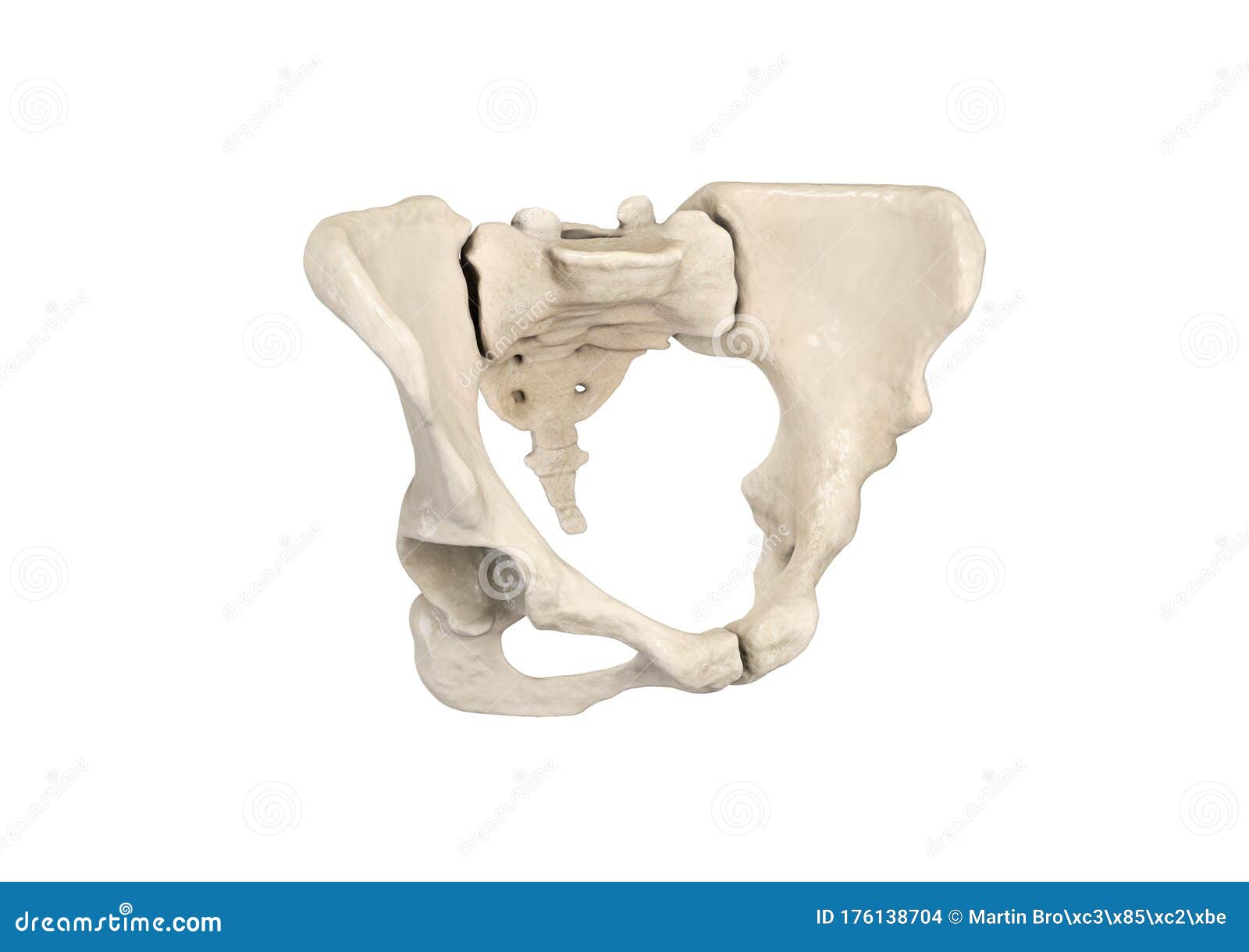 Pelvis Umano Scheletro Femmina Anatomia Ossea Pelvica Anca 3d Disegno Ossa  Anatomia Vista Bianco Illustrazione di Stock - Illustrazione di lombaggine,  medicina: 176138704