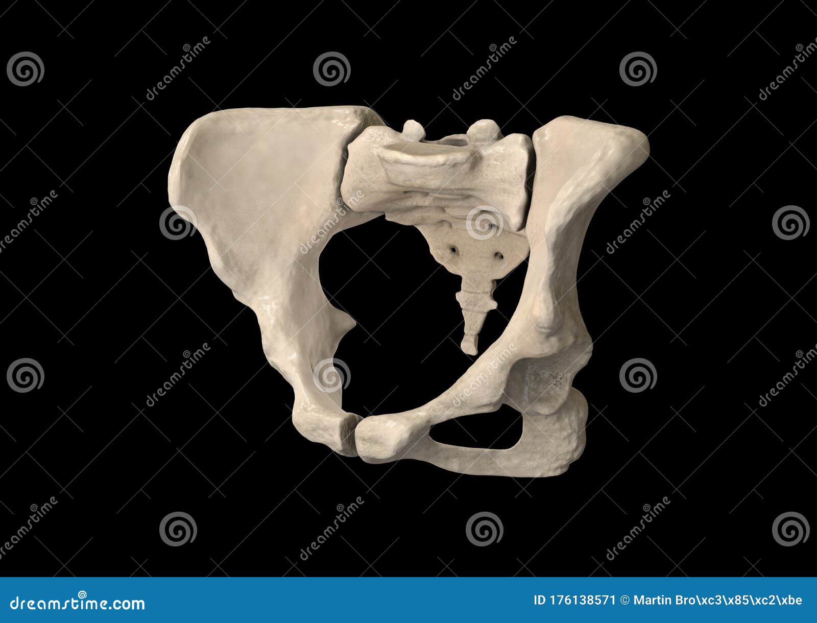 Pelvis Umano Scheletro Femmina Anatomia Ossea Pelvica Anca 3d Disegno Ossa  Anatomia Vista Nero Illustrazione di Stock - Illustrazione di osso,  diagnosi: 176138571