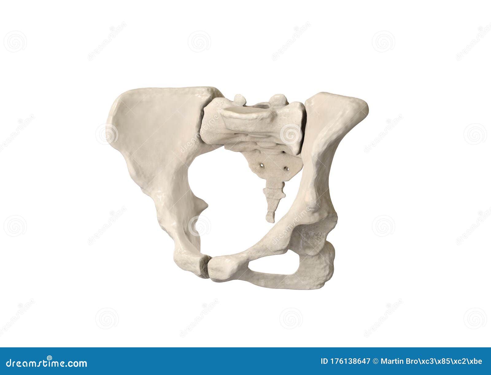 Pelvis Umano Scheletro Femmina Anatomia Ossea Pelvica Anca 3d