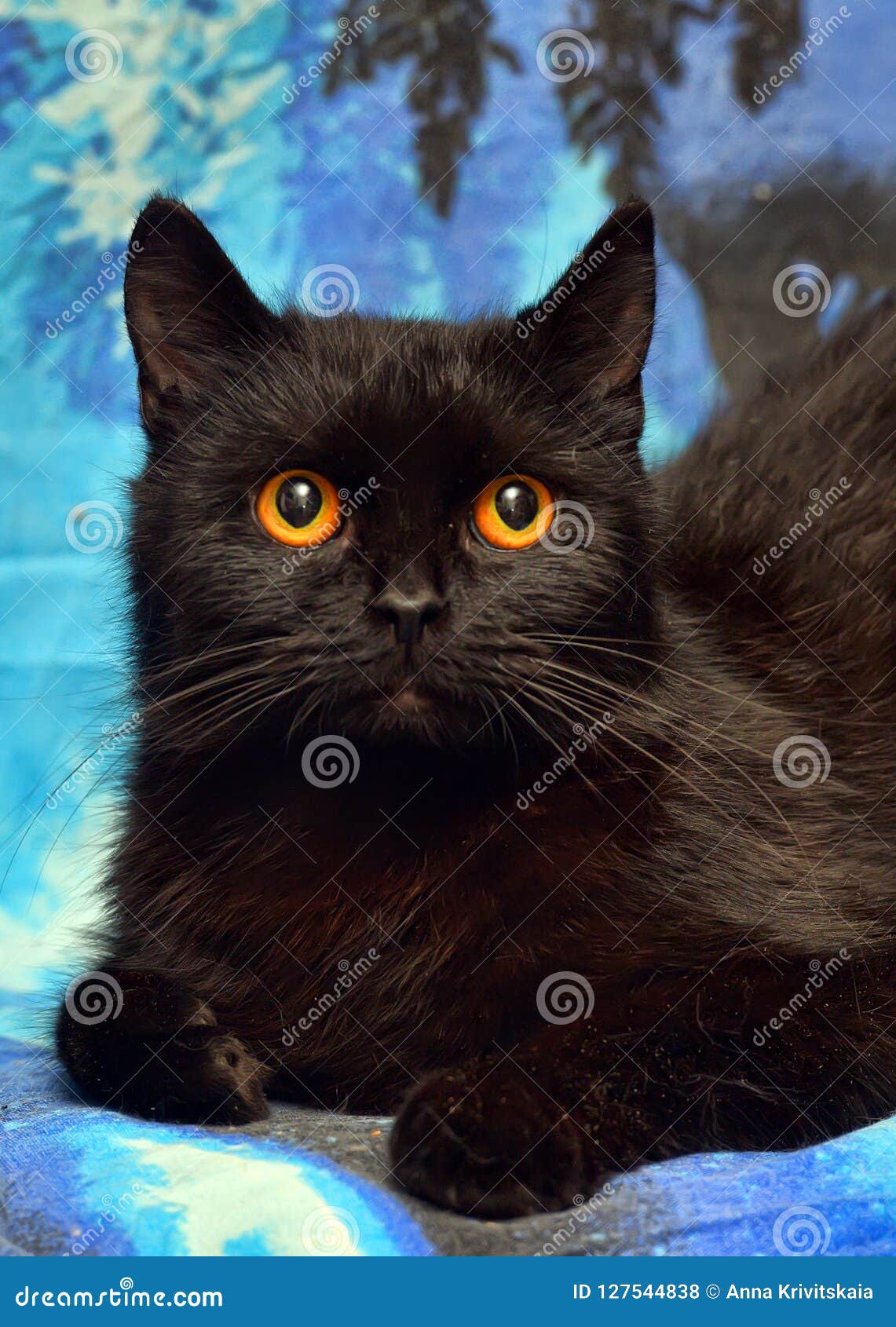 Pelzartige Schwarze Katze Mit Orange Augen Auf Einem Blau