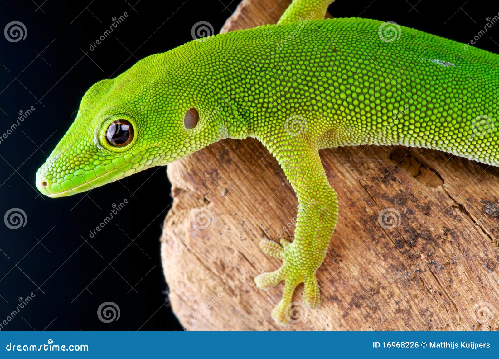 pemba island day gecko