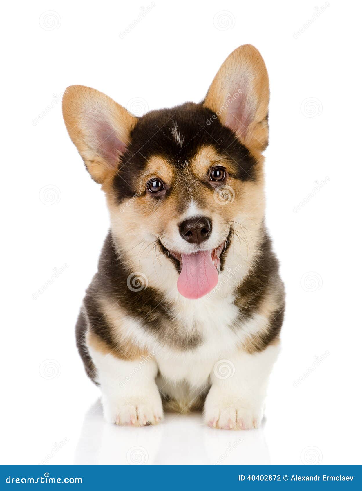 pembroke welsh corgi puppy sitting.