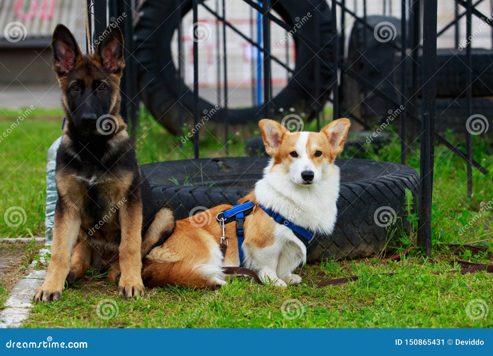 are corgis shepherd