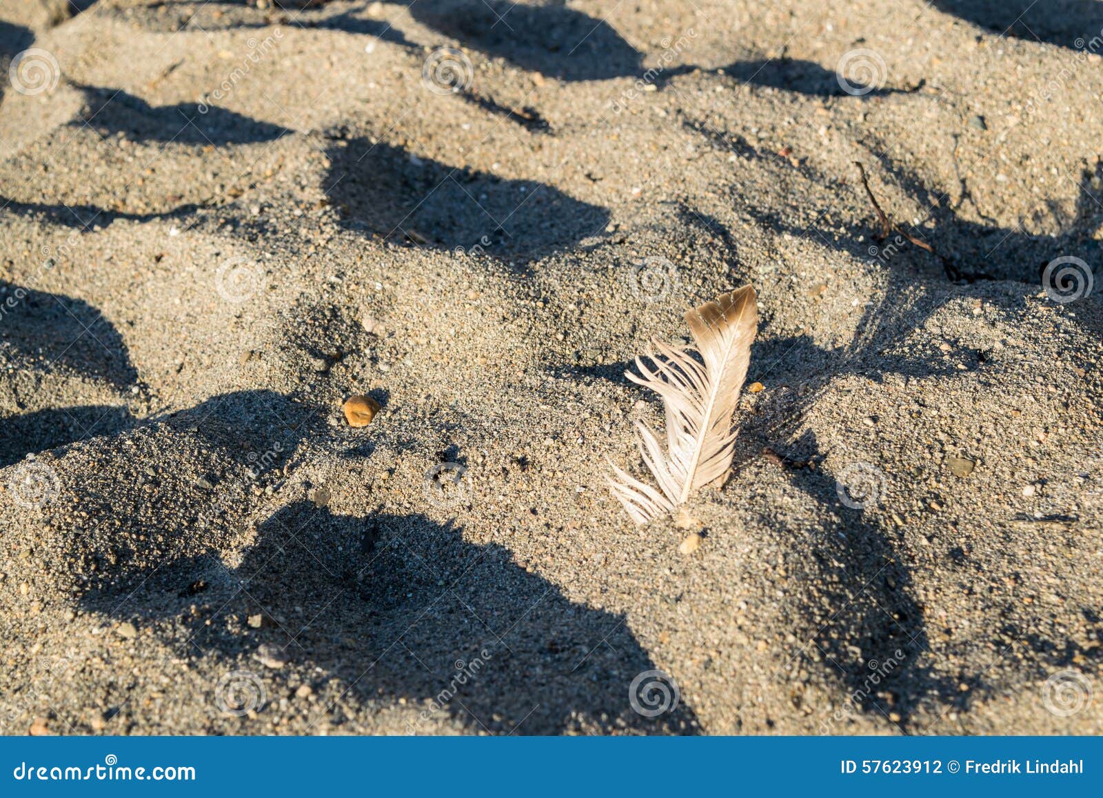 Pena na areia na praia. Emplume-se na areia com teste padrão de onda na praia em Noruega