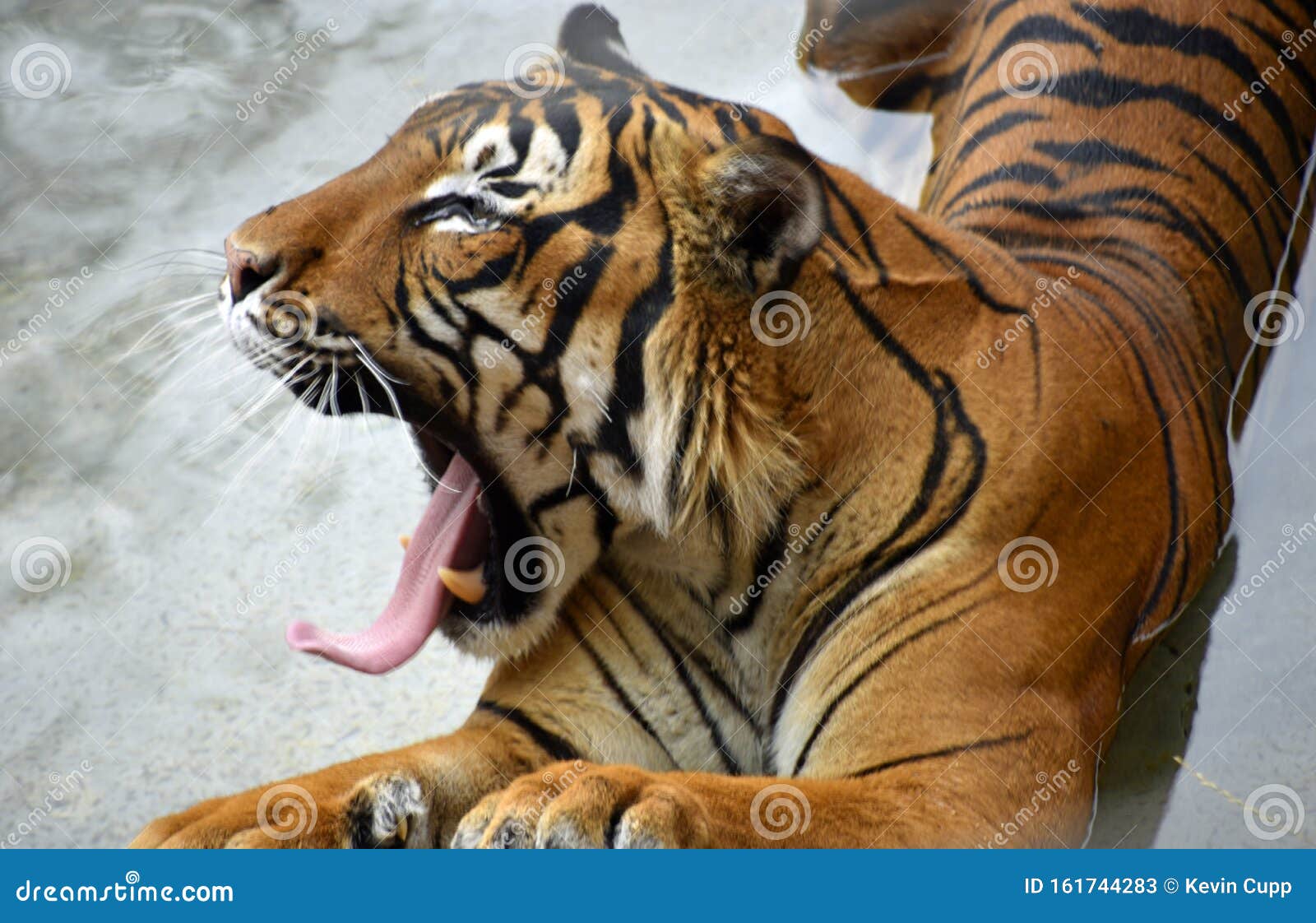 penari, the malayan tiger at rhe rio grande zoo