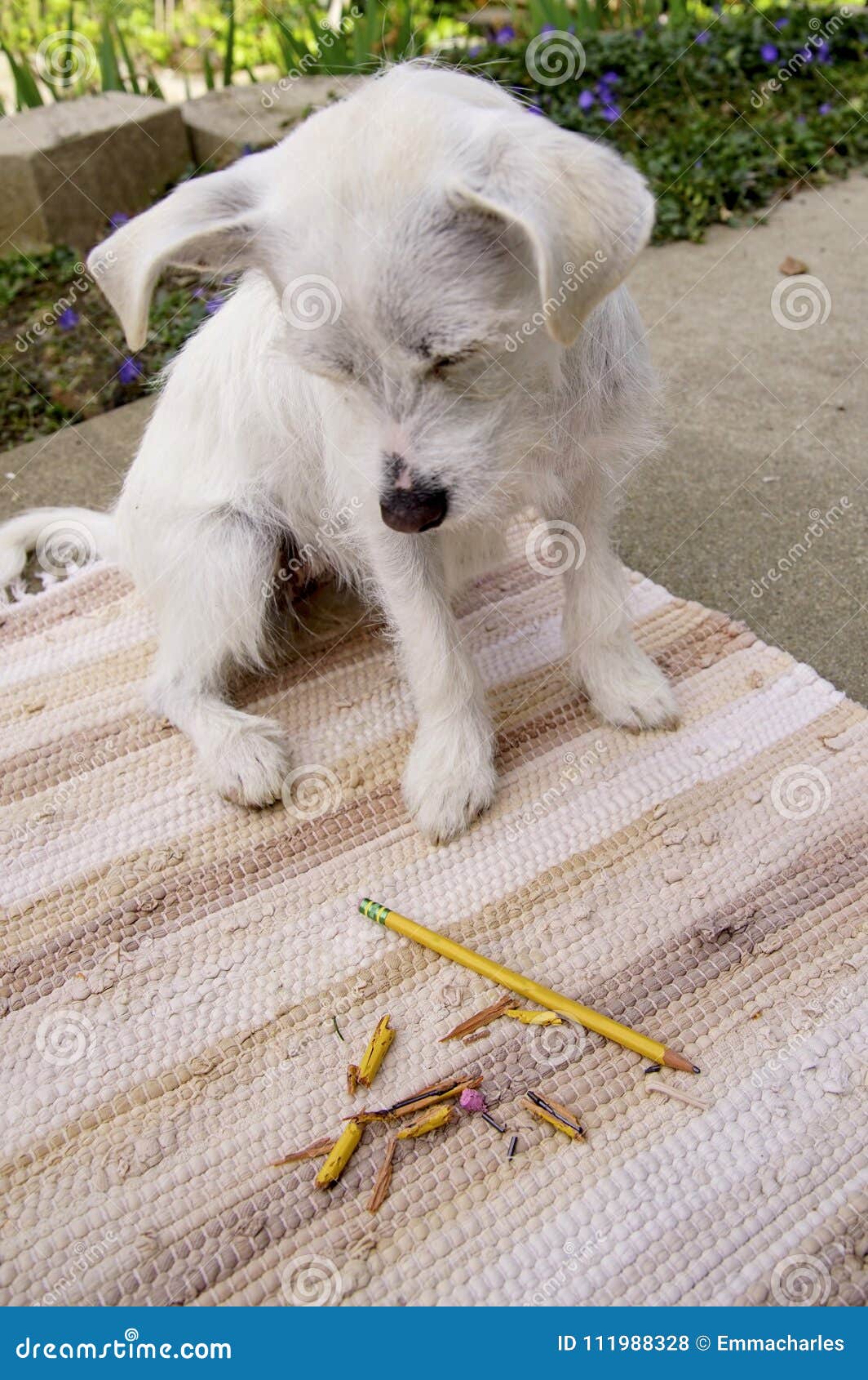 The Pencil Addict stock photo. Image of petcare, breed - 111988328