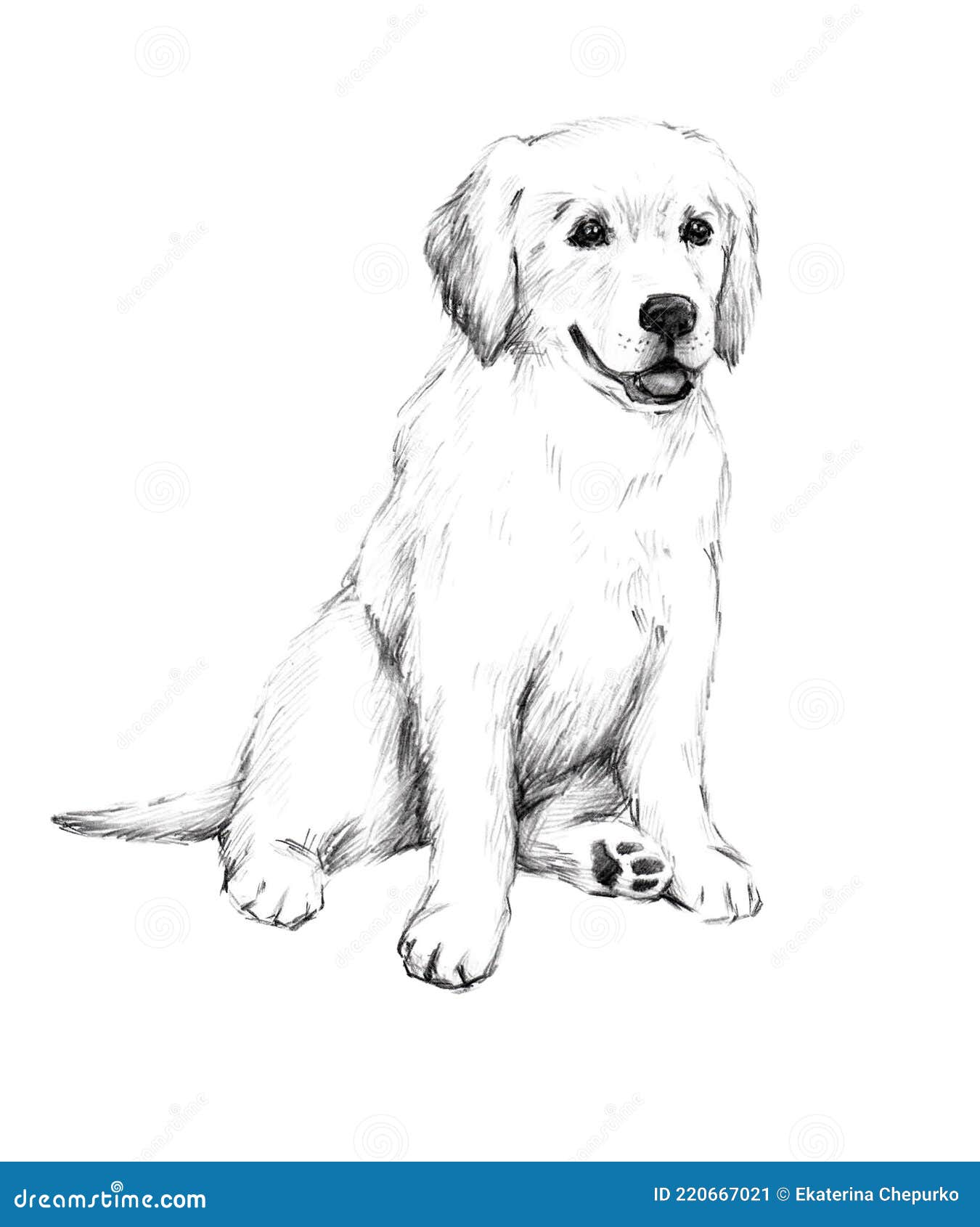 dog pencil sketch