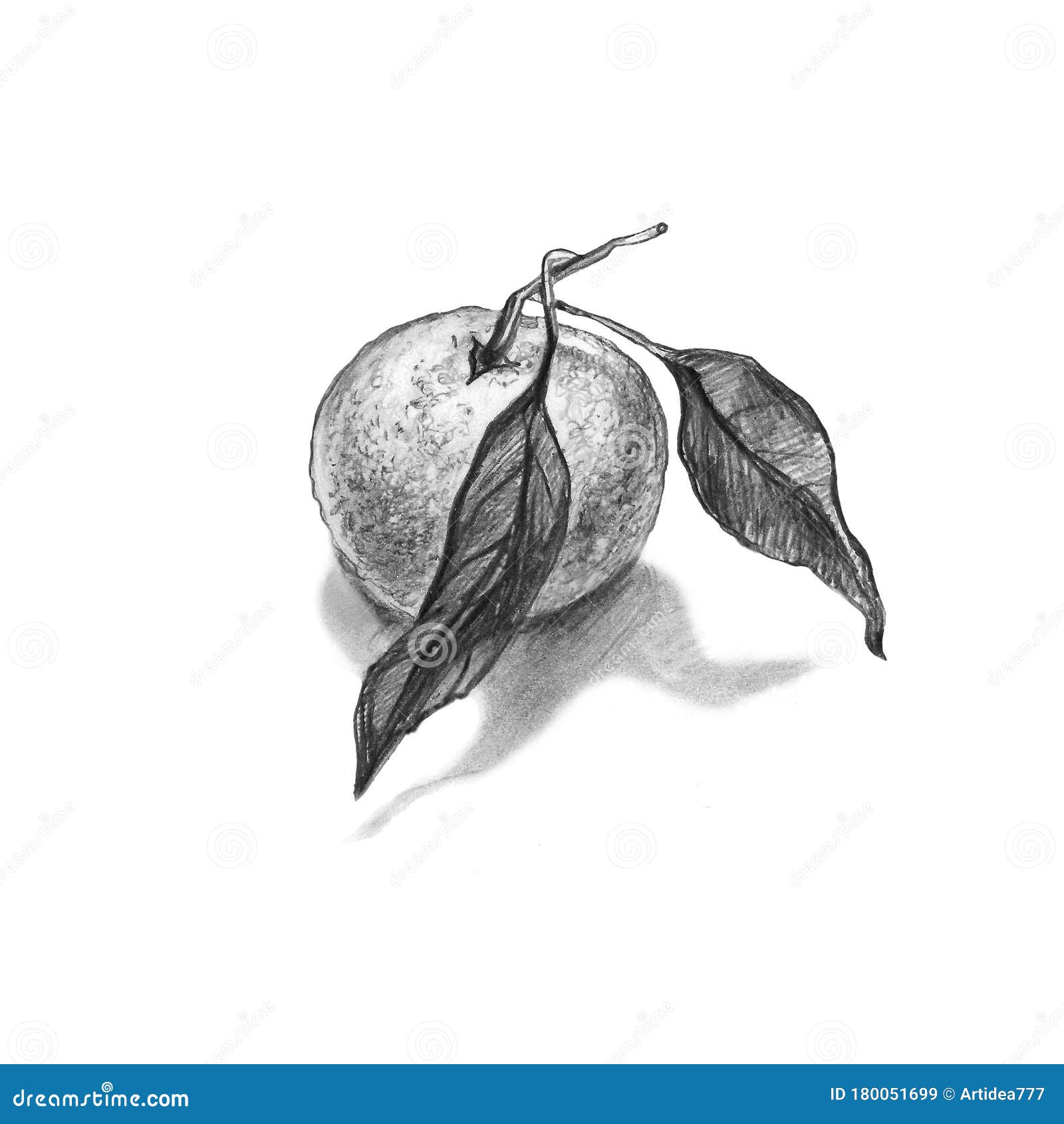 Realistic Pencil Sketch Drawing of Orange Fruit Stock Image  Image of  tropical macro 239100173