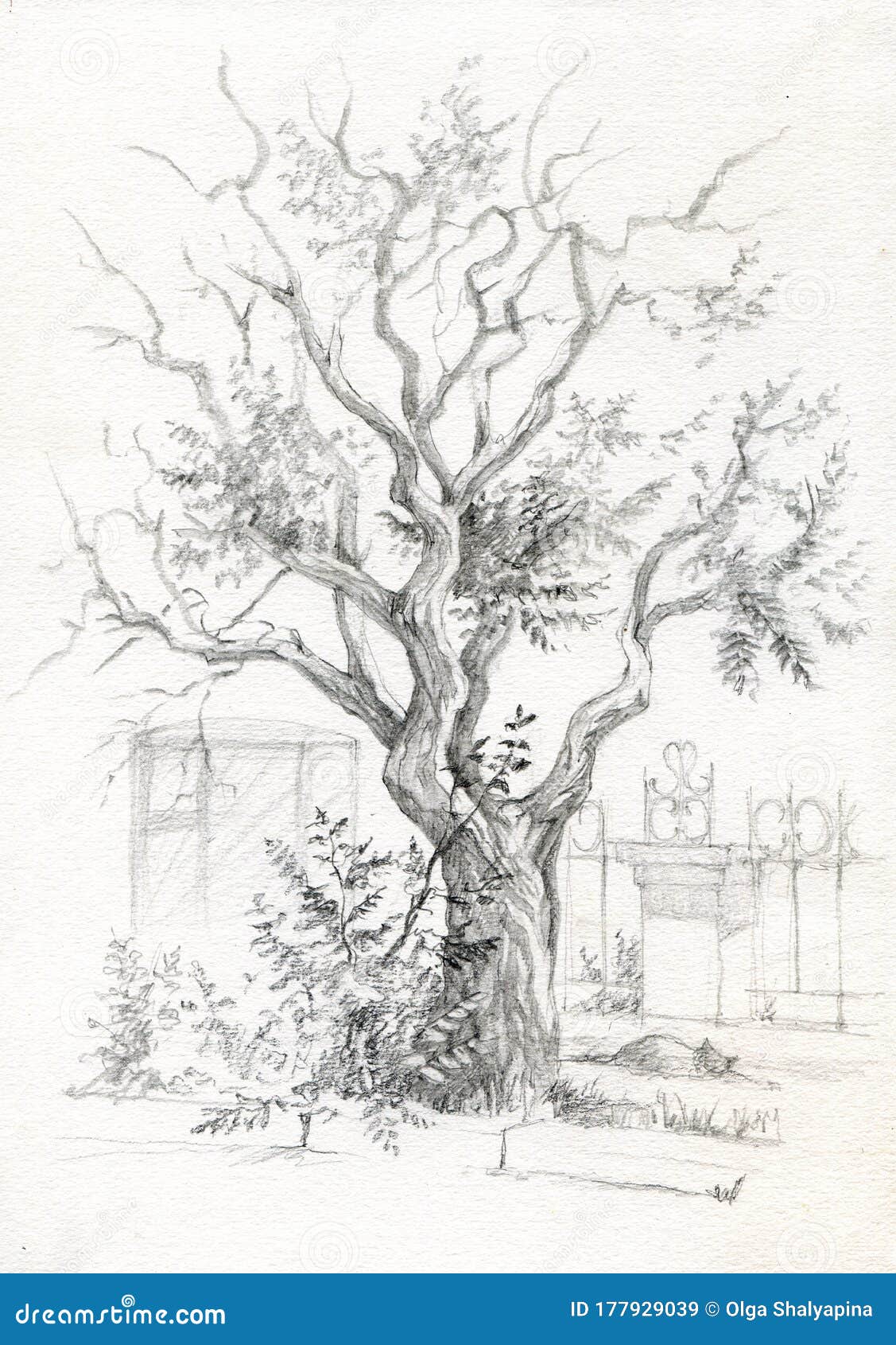 drawings of trees in pencil