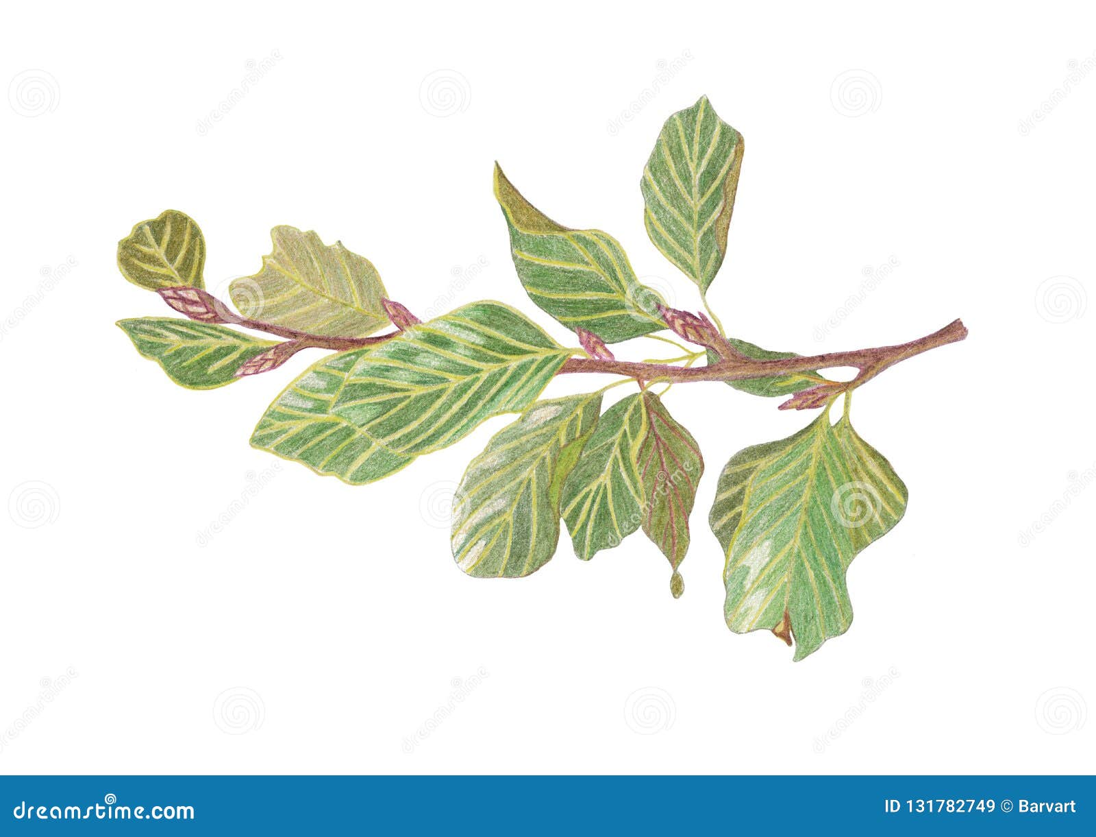 Premium Vector | Tree branch. hand drawn vector illustration of tree branch  without leaves. isolated on white background.
