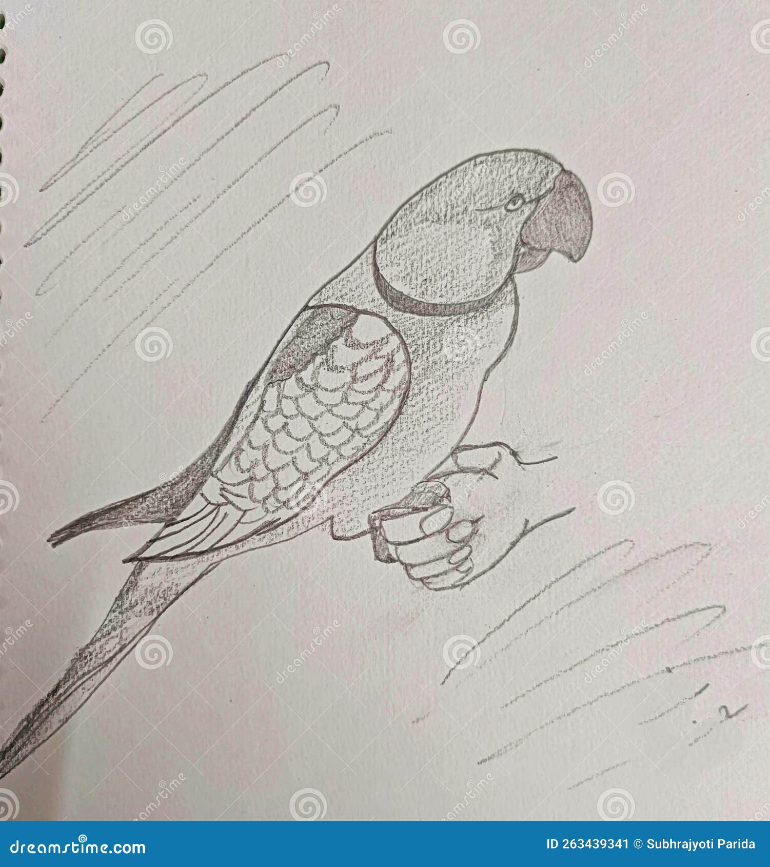 Learn How to Draw a Princess Parrot Parrots Step by Step  Drawing  Tutorials