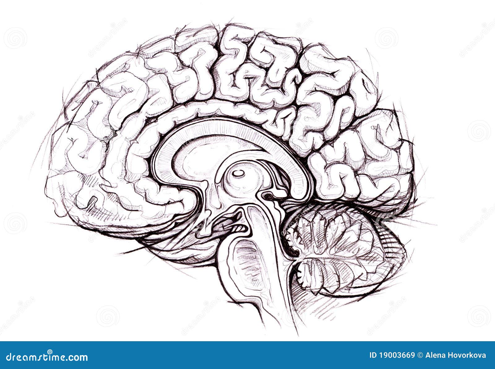 Pencil Skethy Study Of Human Brain Stock Illustration ...