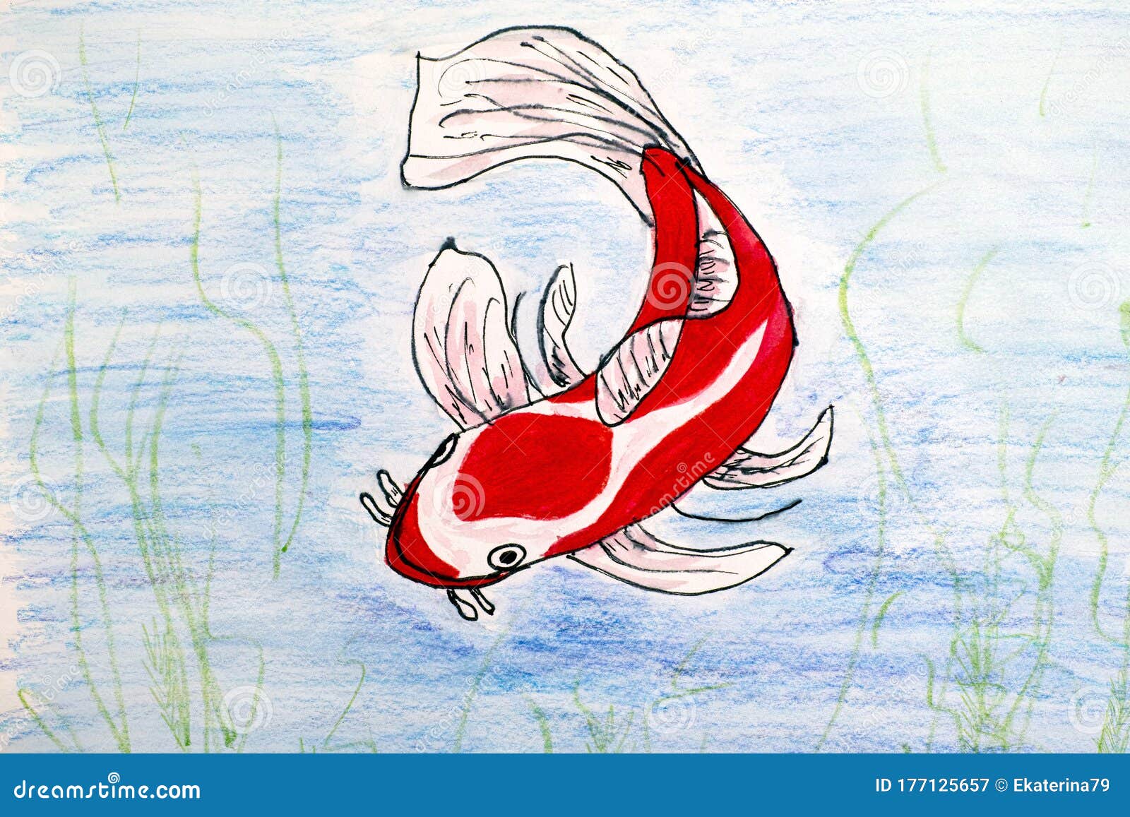 Pencil and Watercolor Hand Drawing. Koi Carp Stock Illustration Illustration of colorful