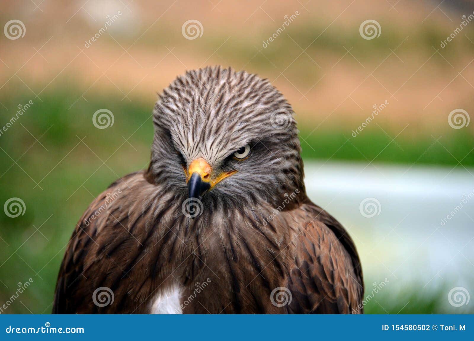 penetrating gaze of an eagle