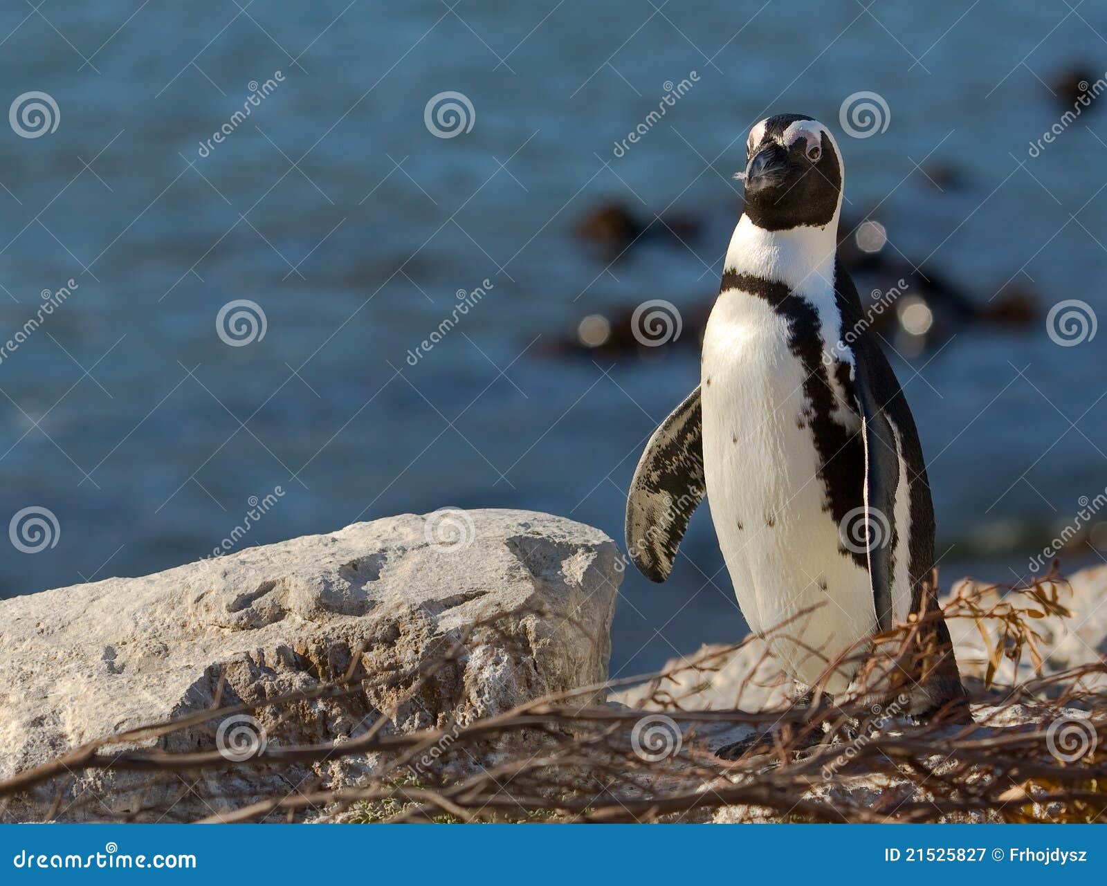 αφρικανικός μόνος νότος penguin της Αφρικής