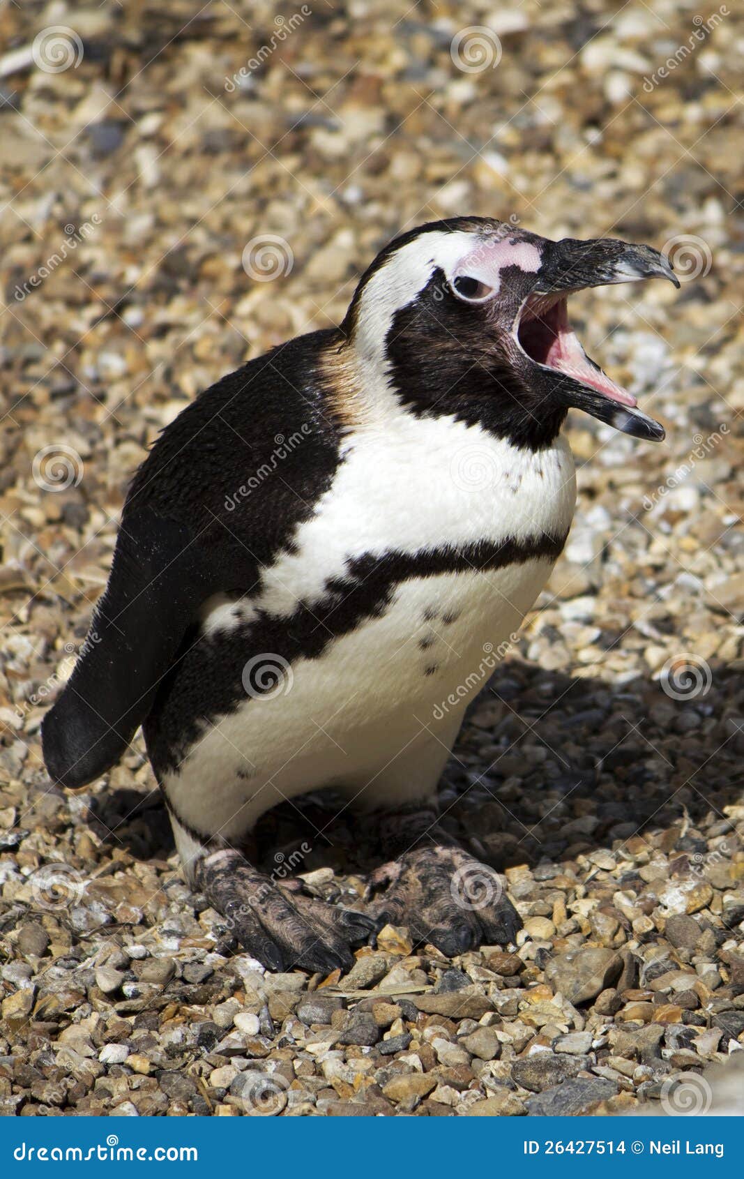 19,400+ Penguin Beak Stock Photos, Pictures & Royalty-Free Images