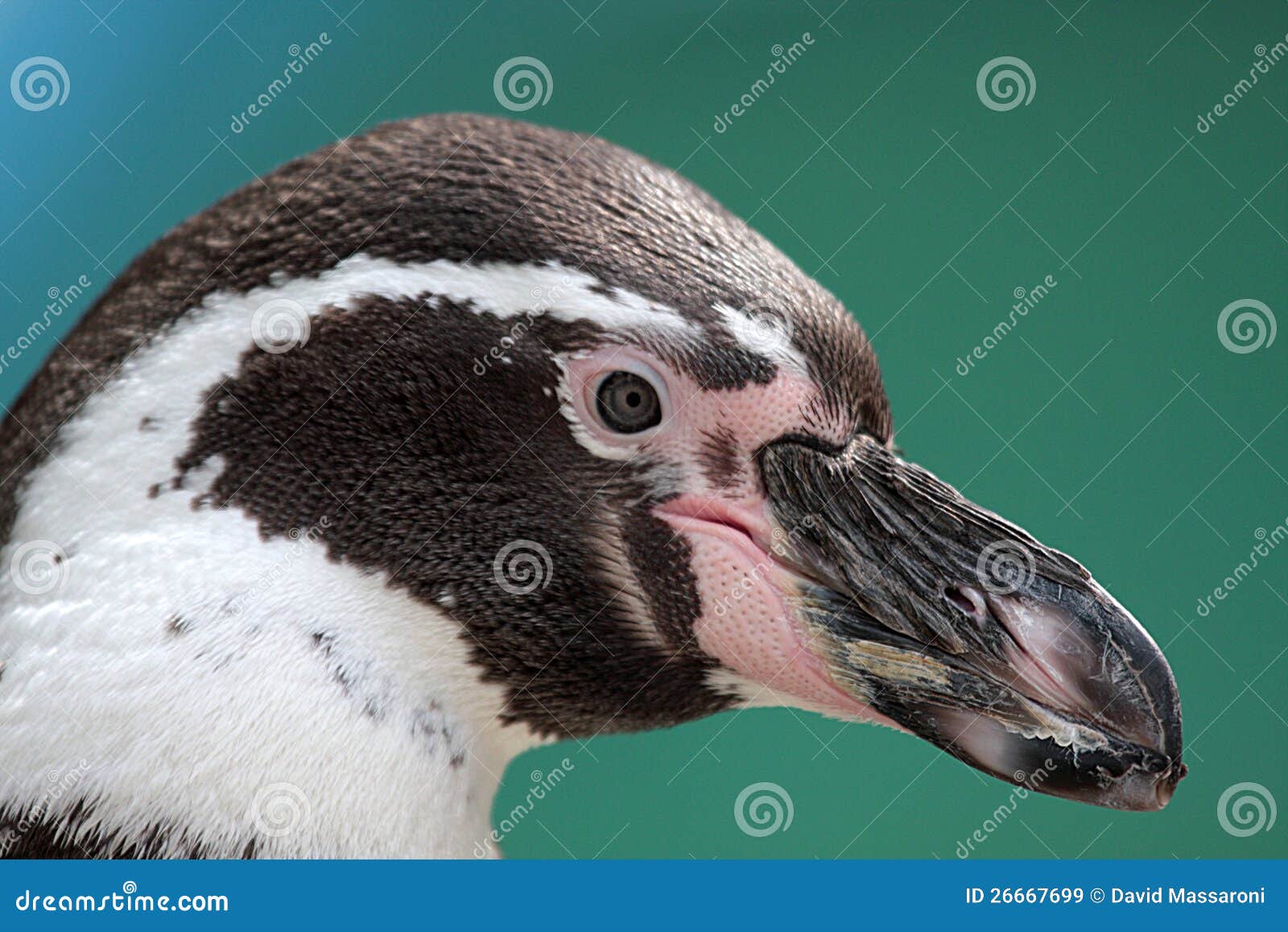 Penguin stock image. Image of antartide, animals, bird 26667699