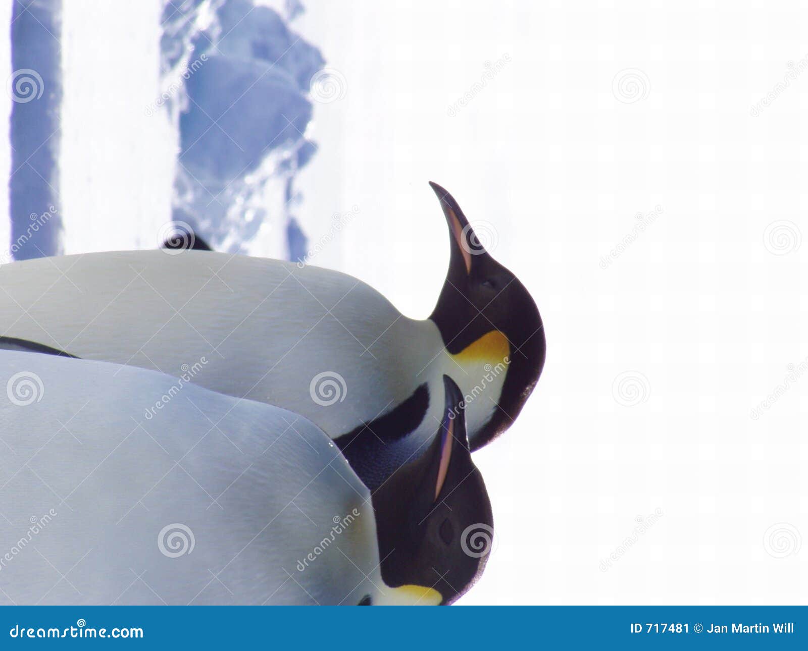 Download Penguin stock image. Image of love, fluffy, model, family ...