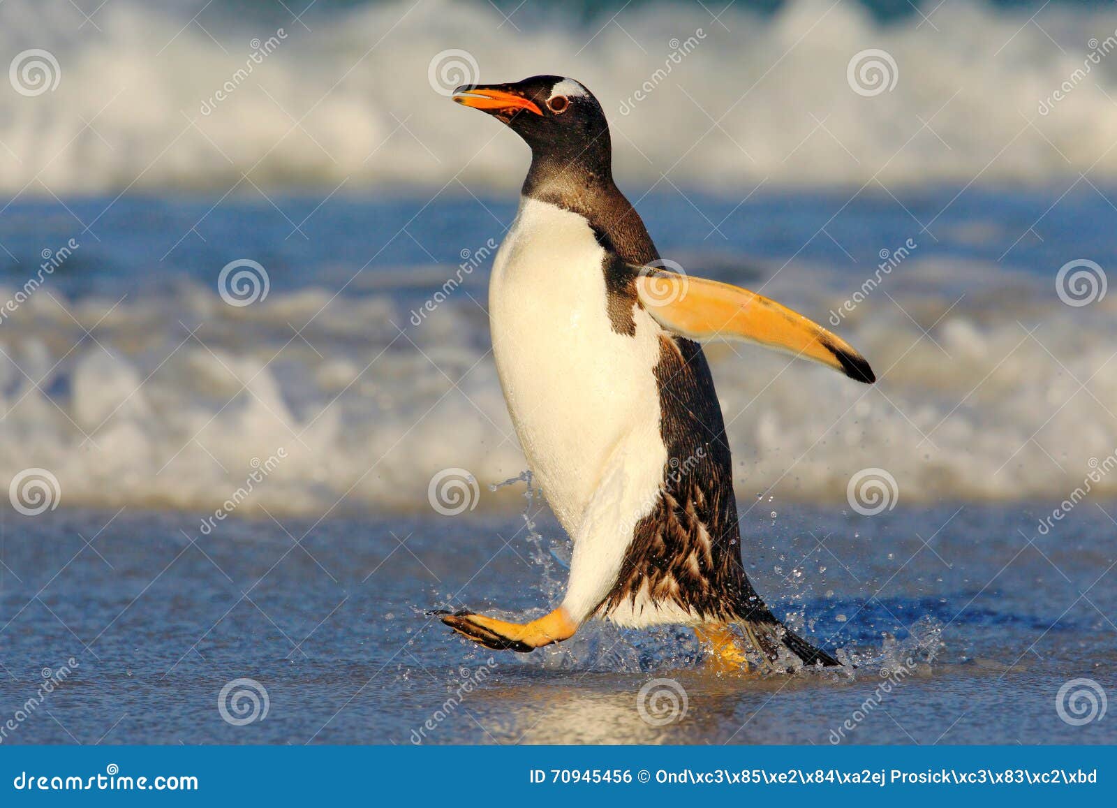 penguin in the blue waves. gentoo penguin, water bird jumps out of the blue water while swimming through the ocean in falkland isl