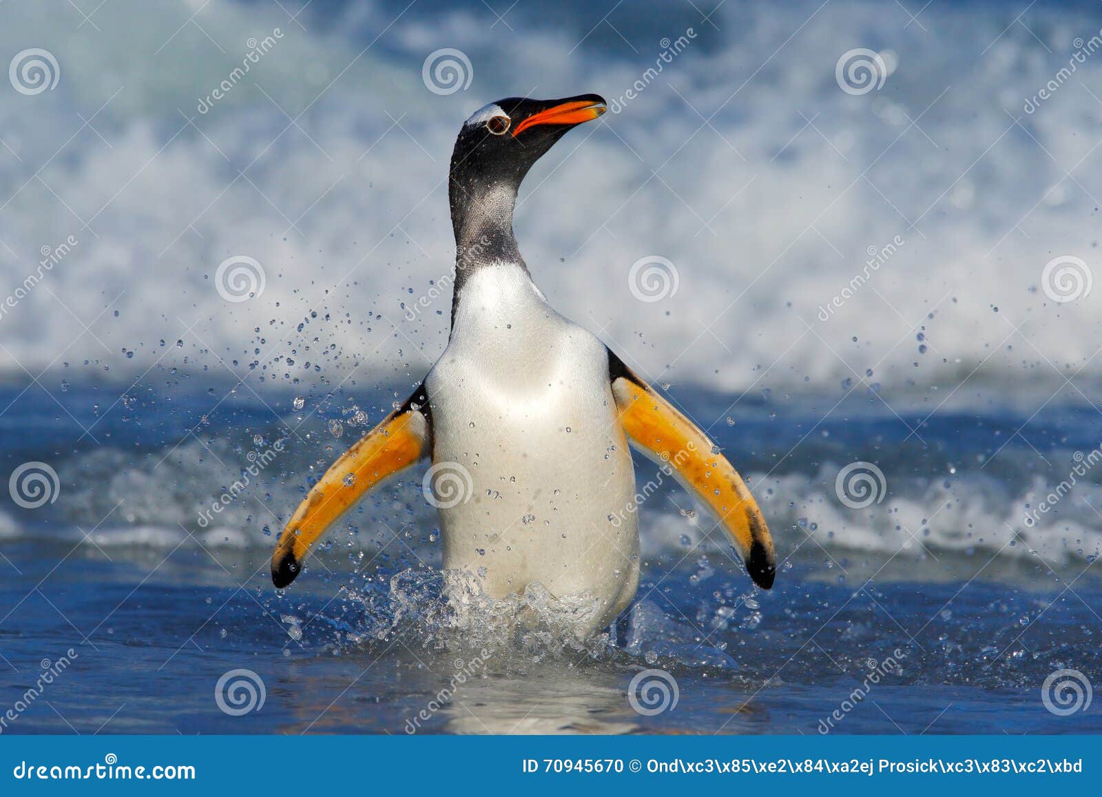 penguin in the blue waves. gentoo penguin, water bird jumps out of the blue water while swimming through the ocean in falkland isl