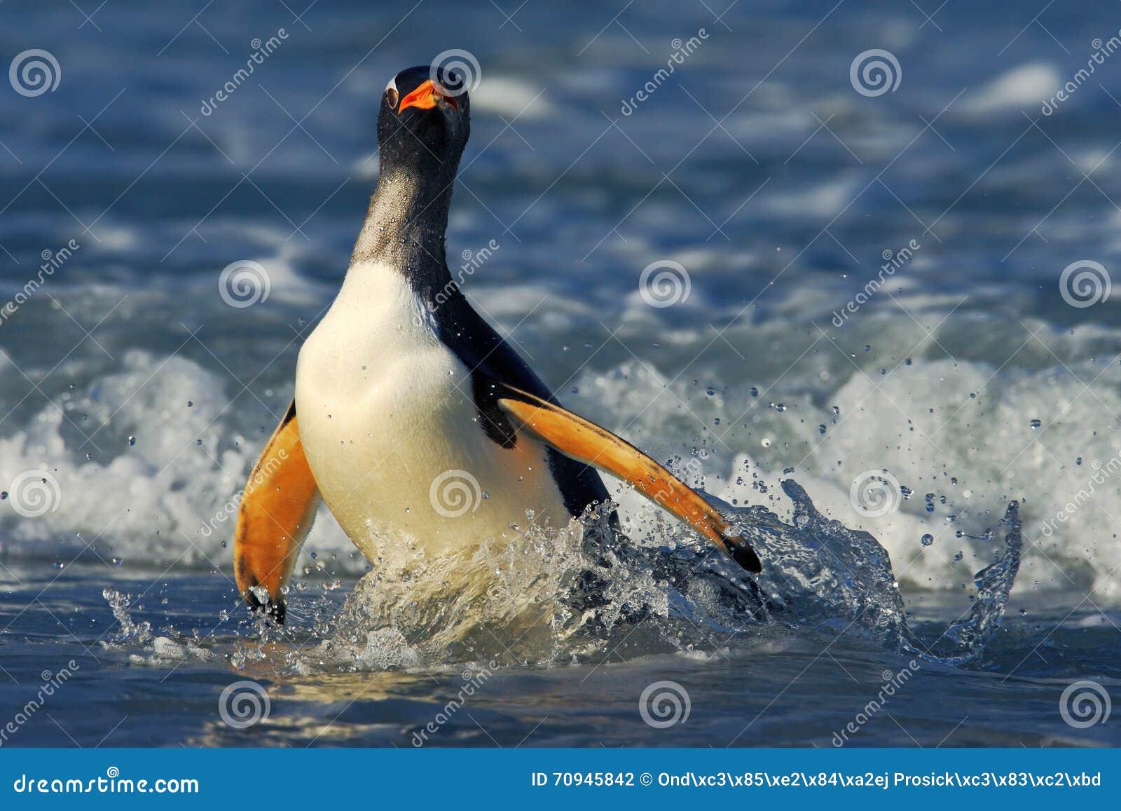 penguin in the blue waves. gentoo penguin, water bird jumps out of the blue water while swimming through the ocean in falkland isl