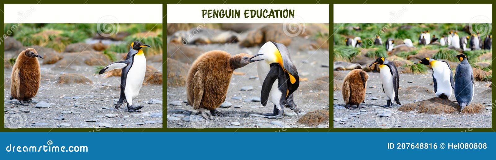 penguin education in three parts. photos arranged to one . chick follows listless, food begging, is told off. penguins