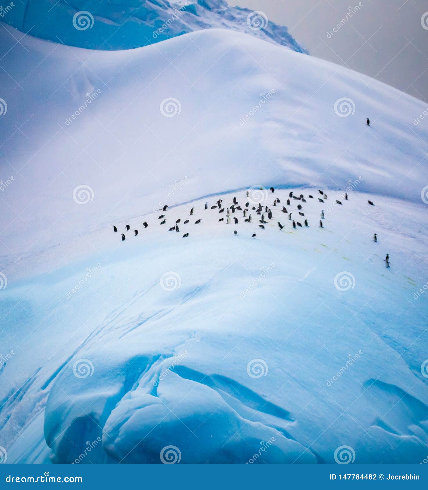 penguin colony out of harms way, high up on snow covered mountain