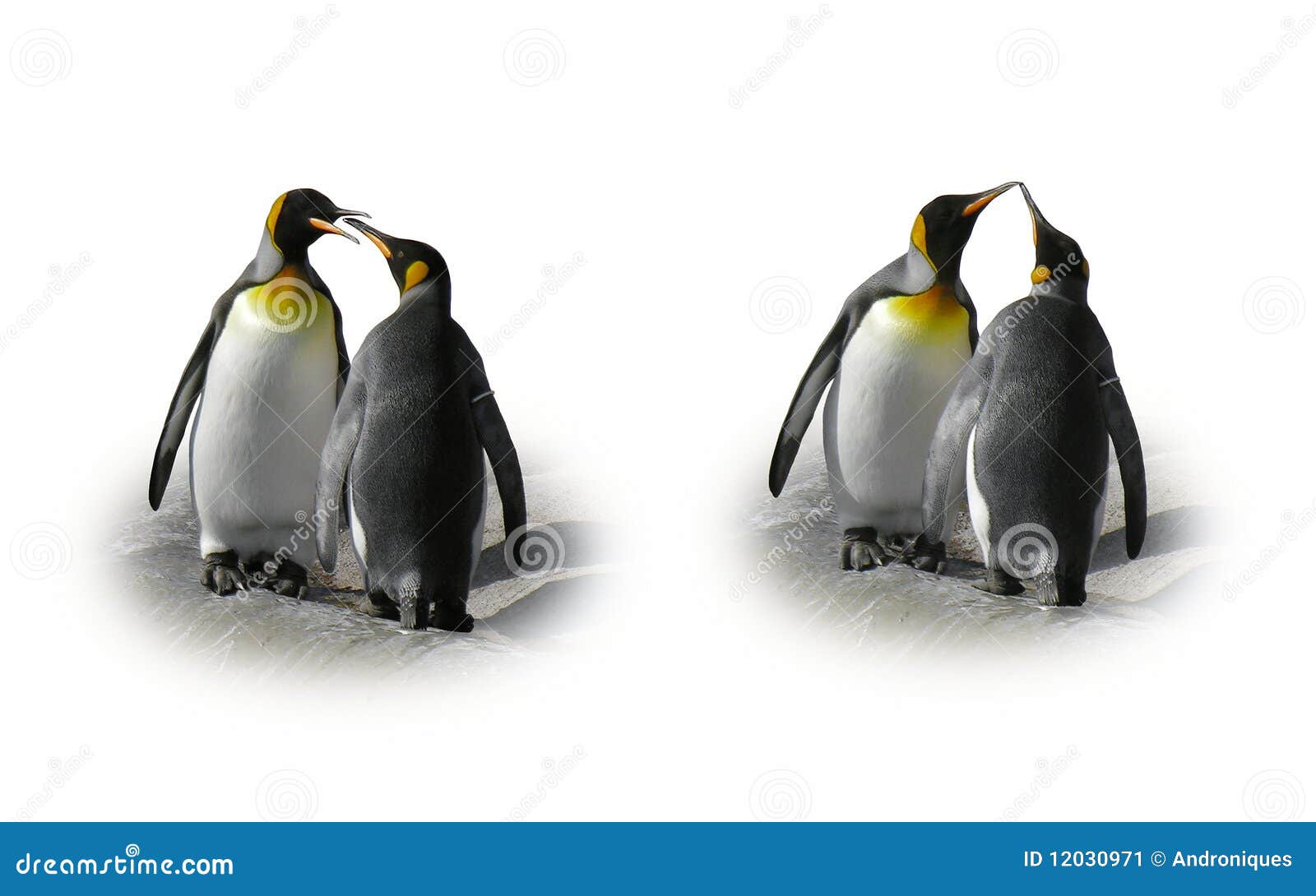 penguin couple in love - flirt, kiss, 