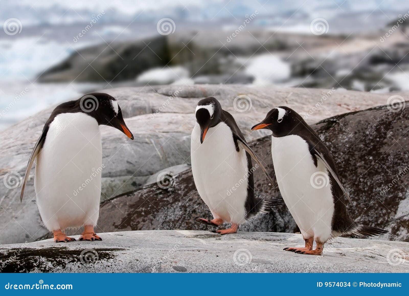 Penguin dance practice stock photo. Image of seasonal 9574034