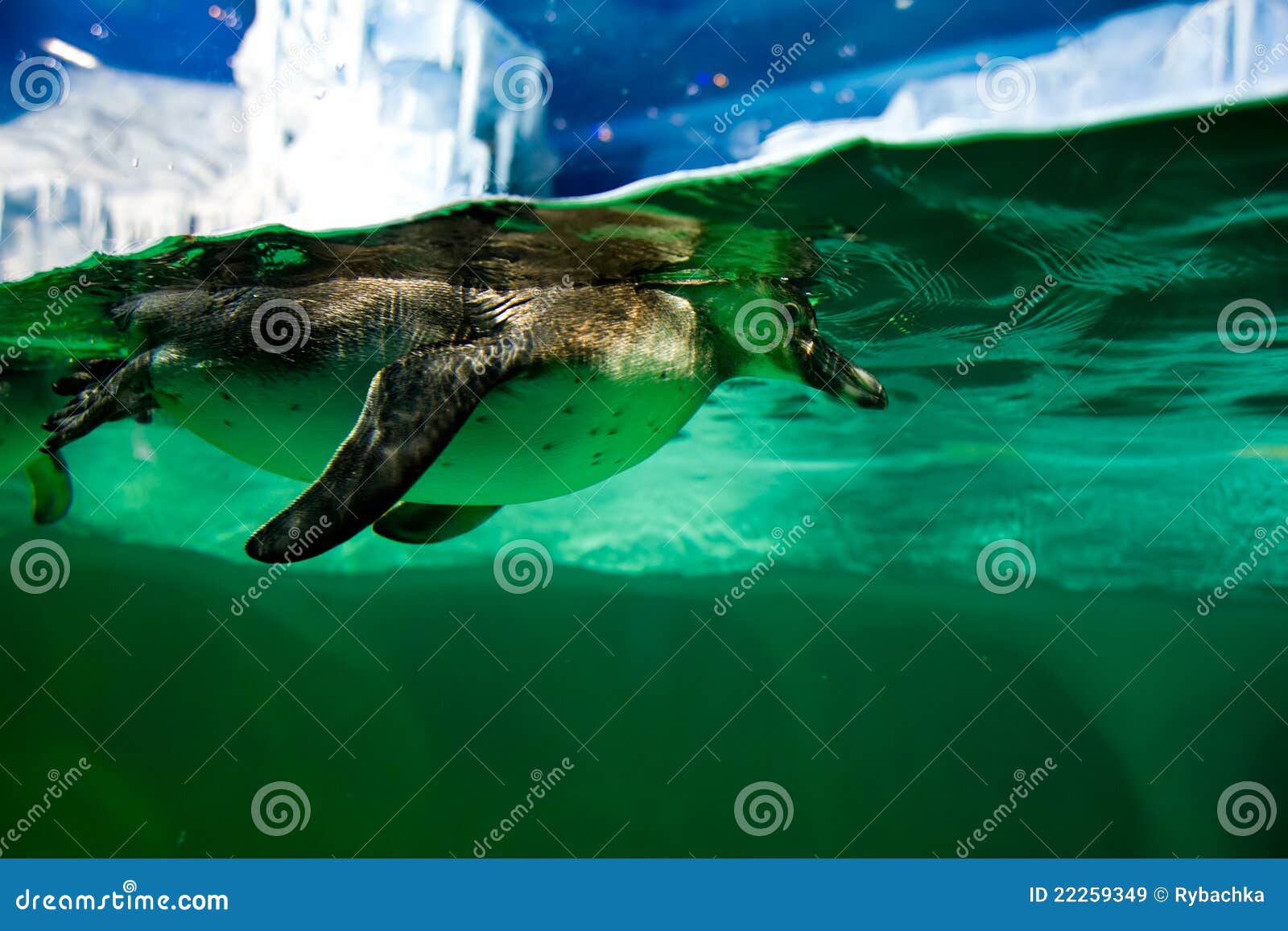 Penguin diving stock image. Image of emperor, plunge 22259349