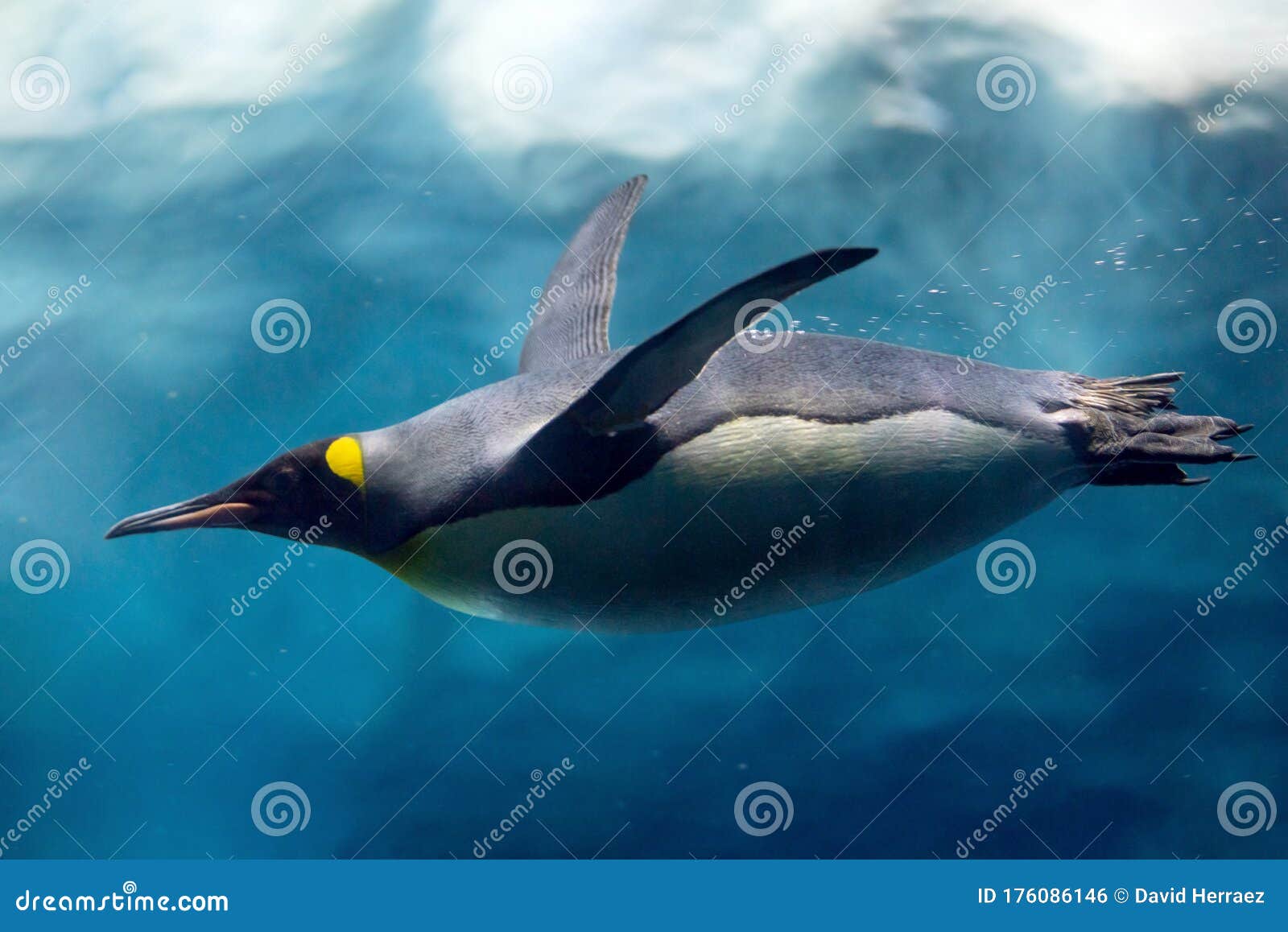 Penguin Diving Under Ice, Underwater Photography. Stock Photo Image