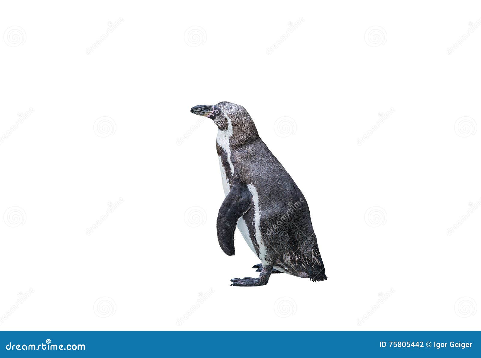 Penguin Gray White Color Isolated Stock Photo - Image of white, beak: 75805442