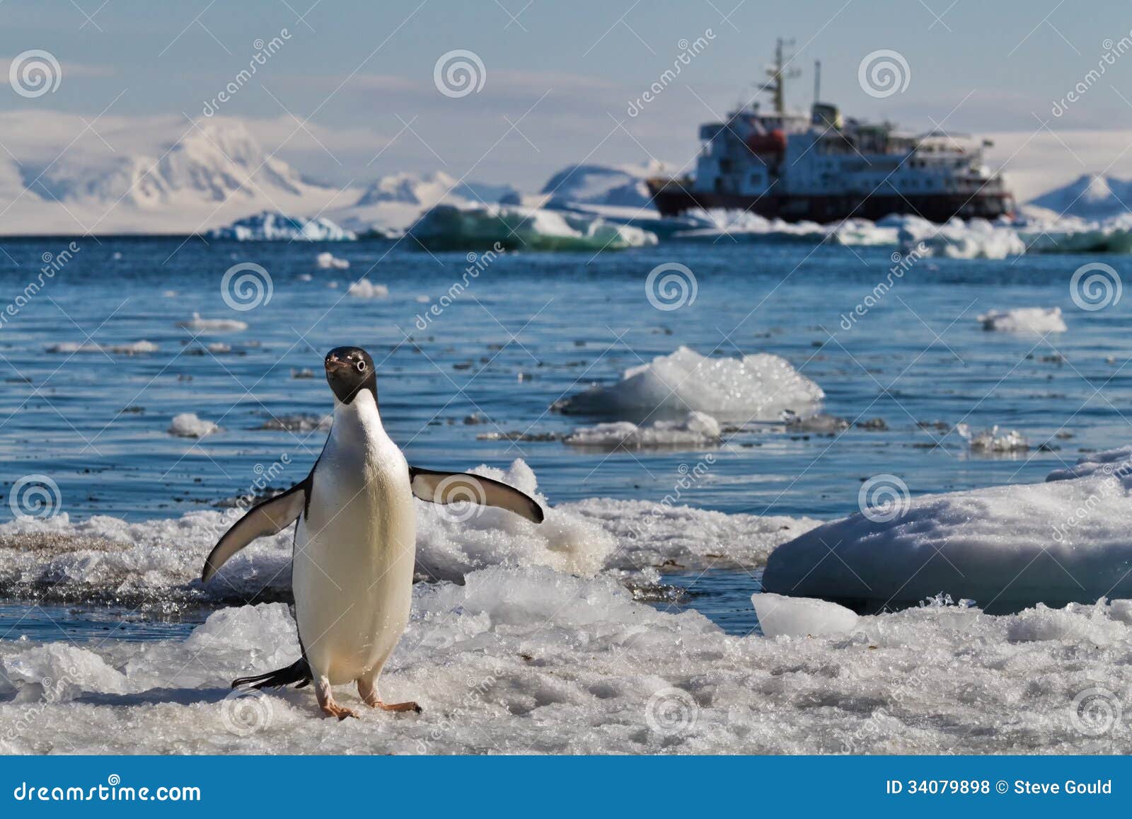 penguin icebergs cruise ship, antarctica