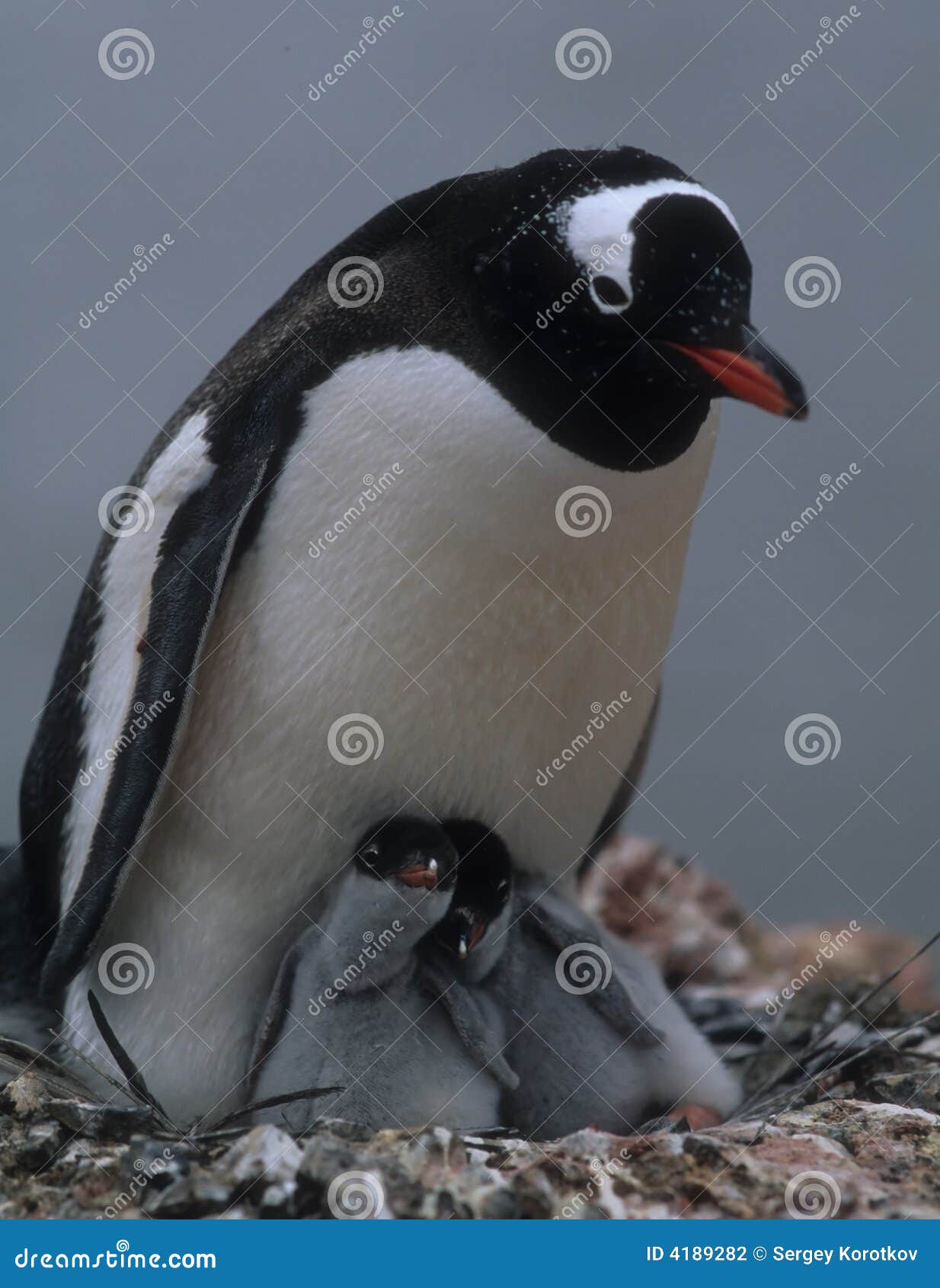 penguin mam with two chicks