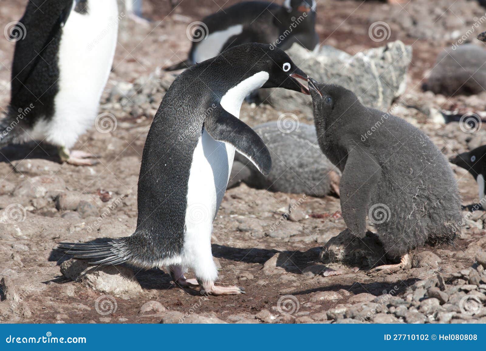 Penguin Mother Feeding the Chick - Adelie Penguin Stock Photo - Image