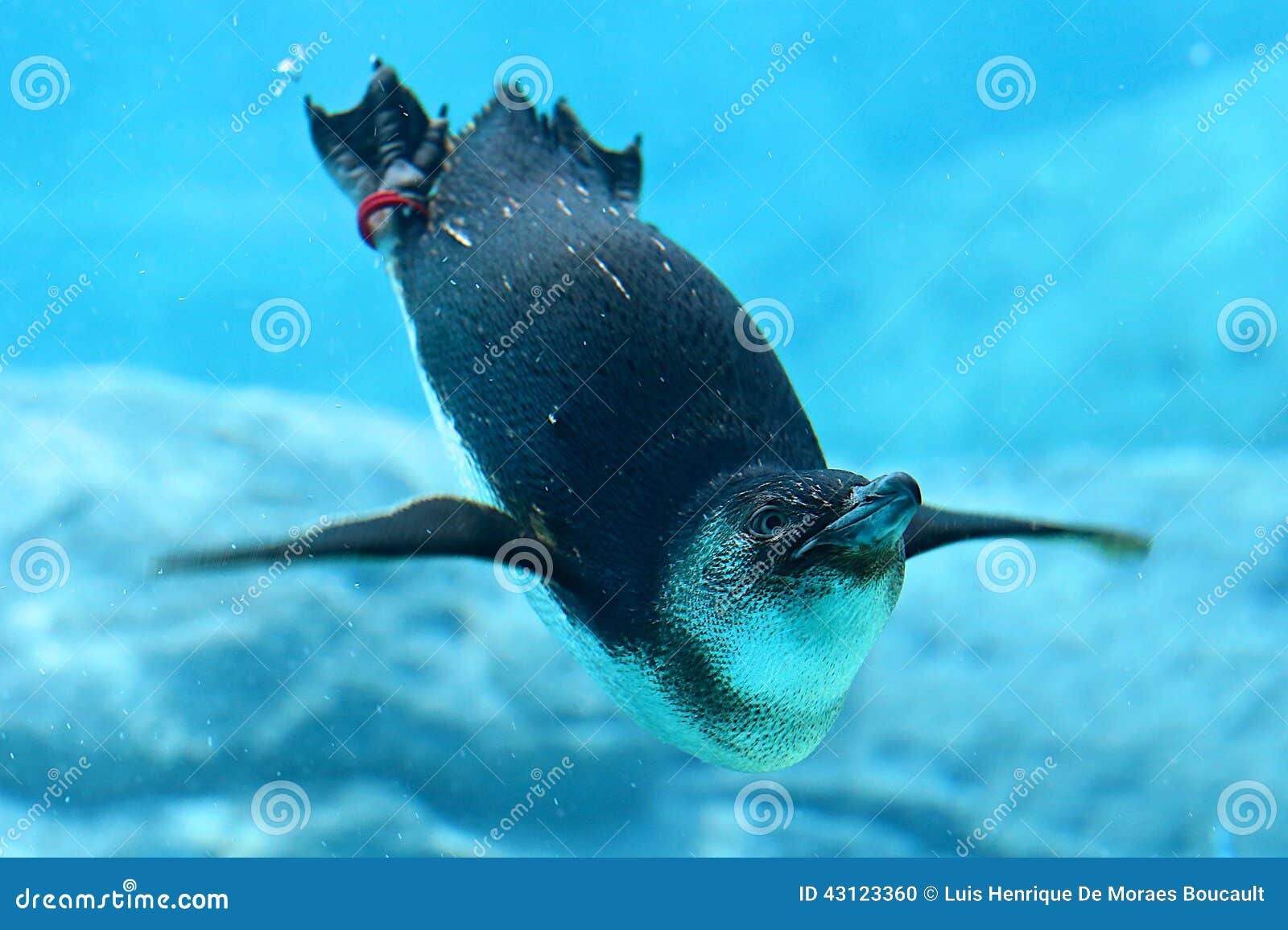 penguin & sydney aquarium
