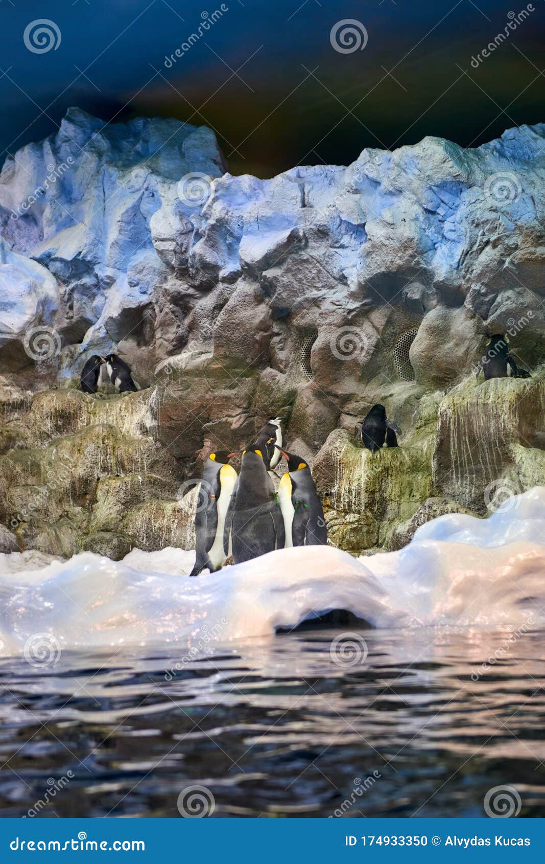 penguins aquarium at loro parque in tenerife