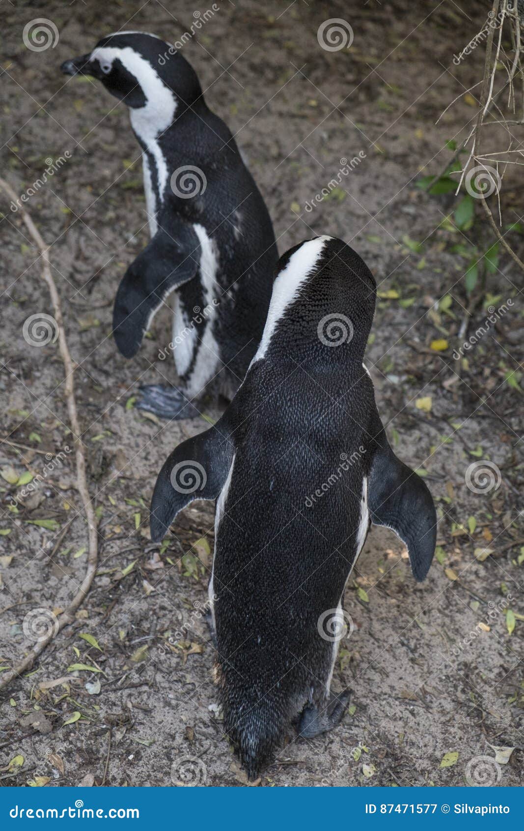 Penguins Beach in Cape Town Stock Image - Image of penguins, spheniscus