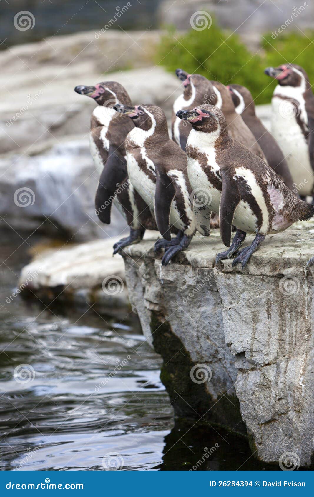 Penguins going for a swim. stock photo. Image of snow - 26284394